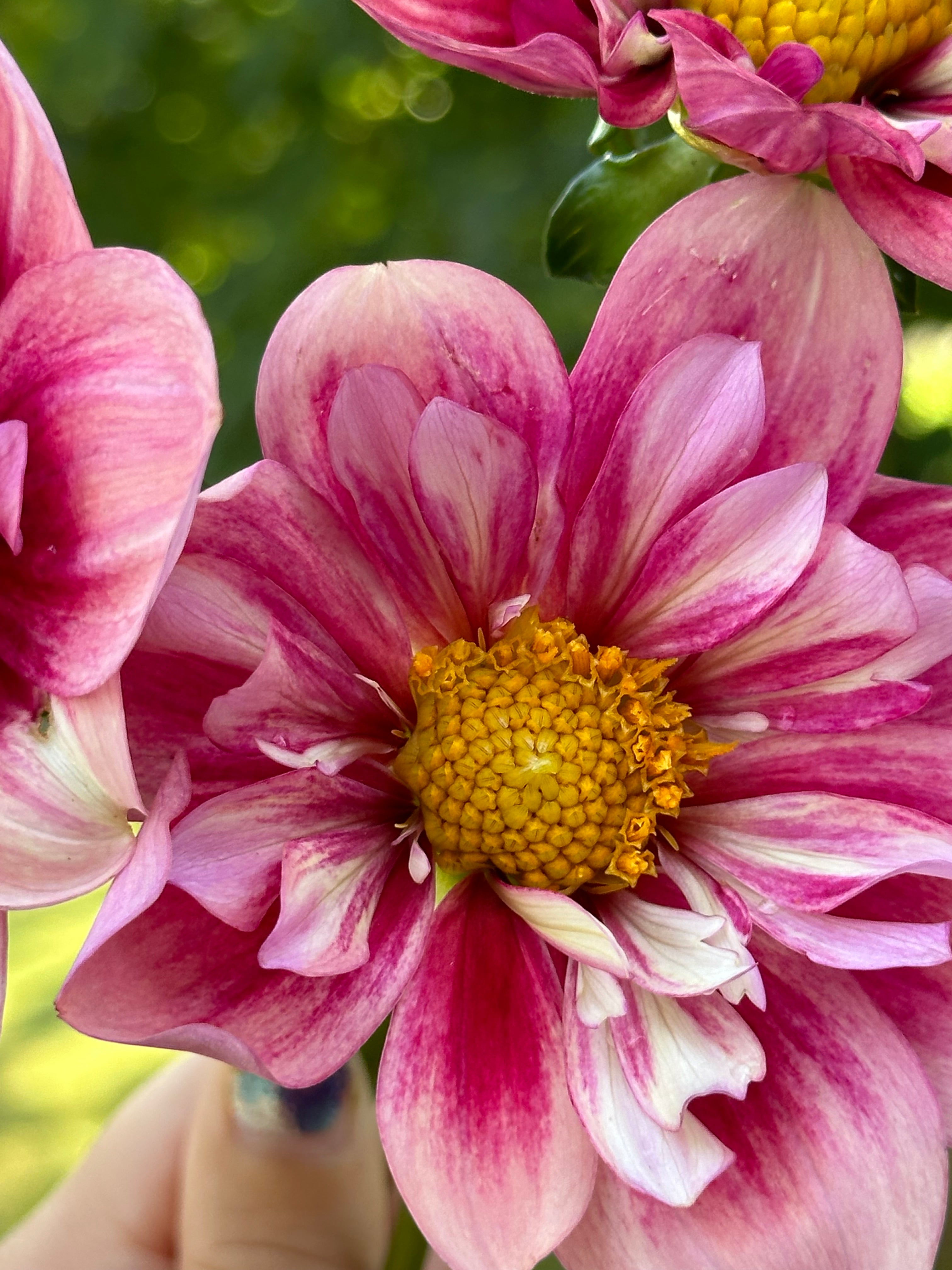 Rhubarb and Custard-LIMIT 1 – Torch River Flower Farm