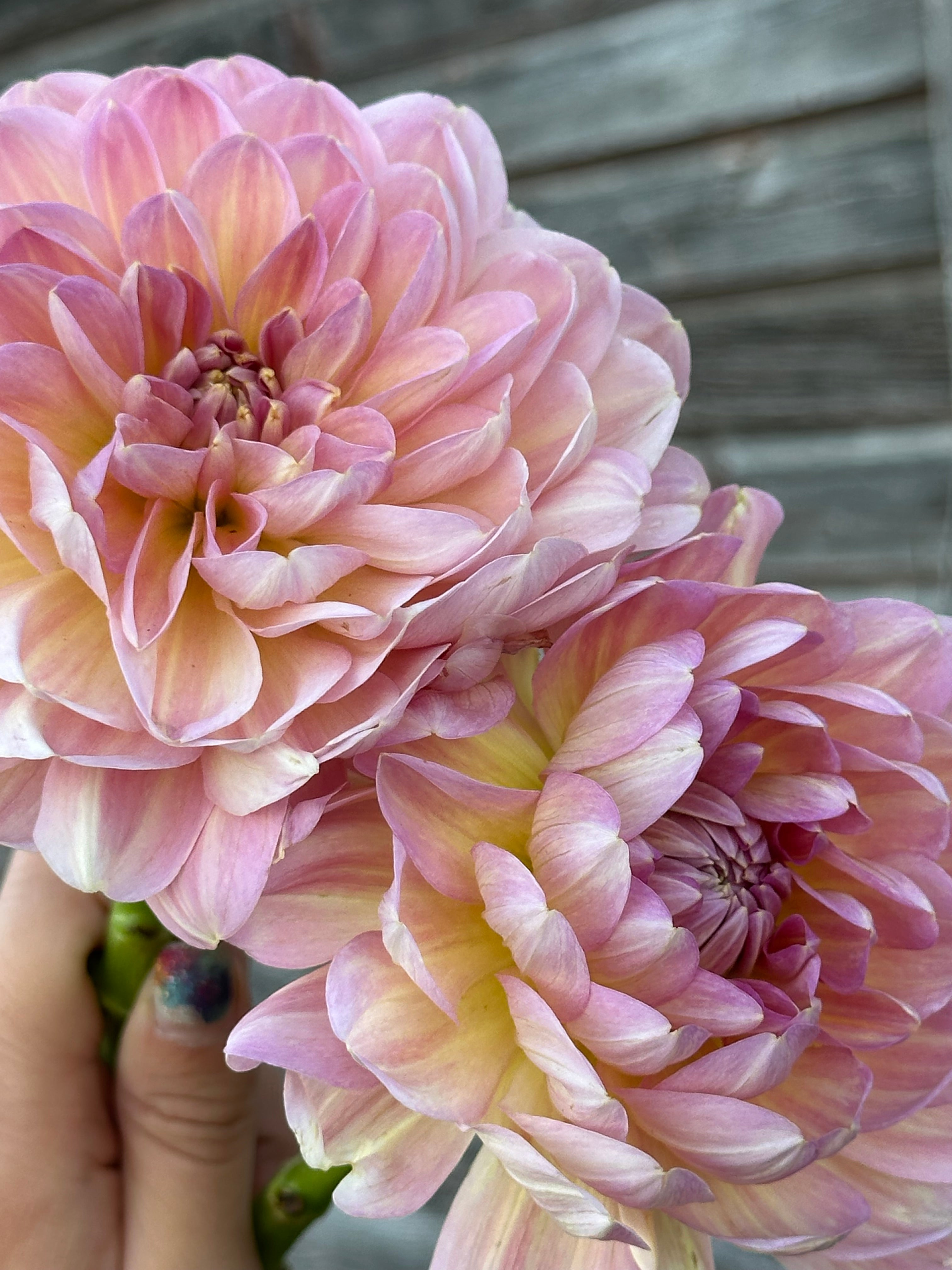 Hapet Old Charm- LIMIT 1 – Torch River Flower Farm