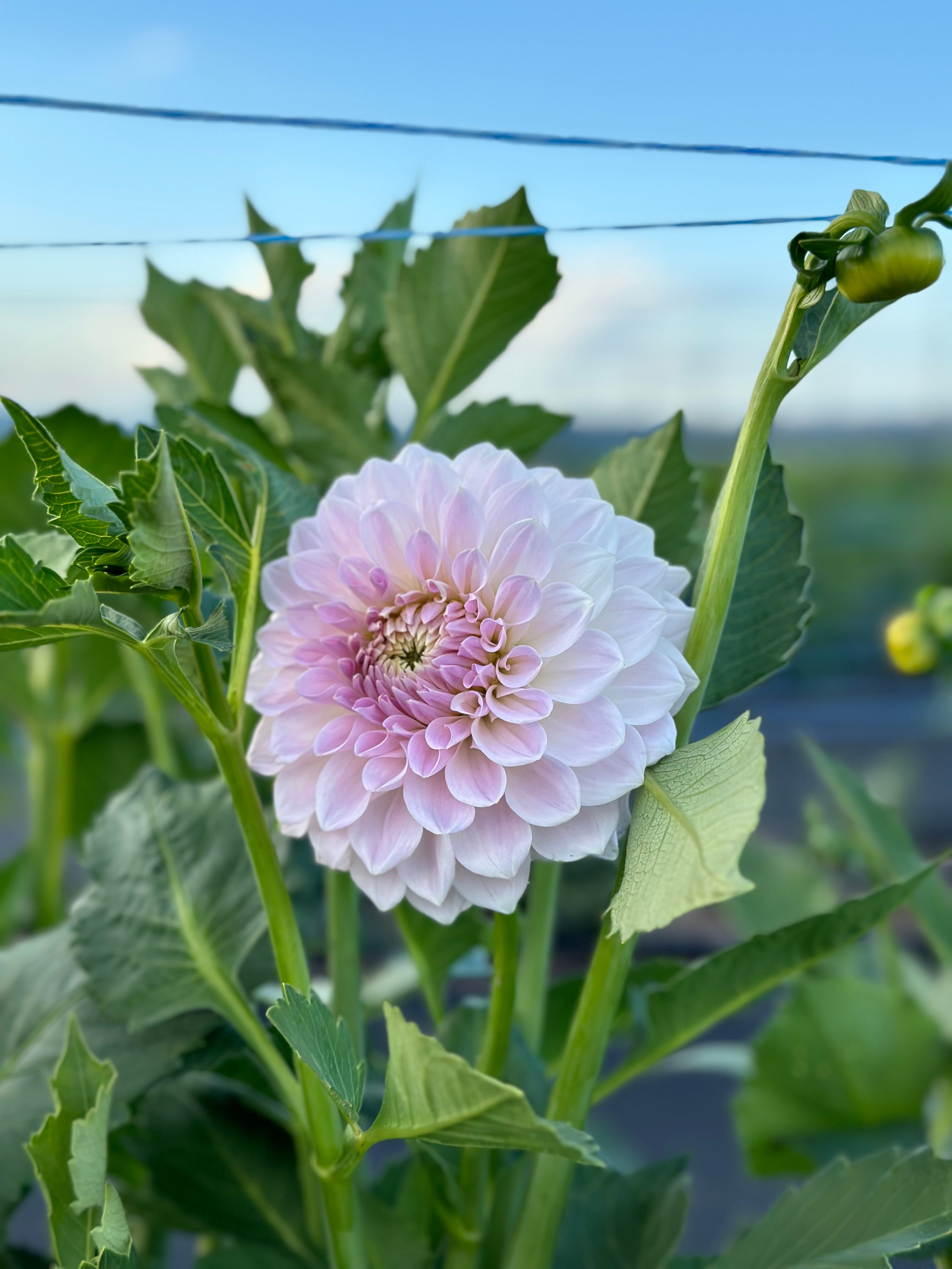 Lakeview Premier- LIMIT 1