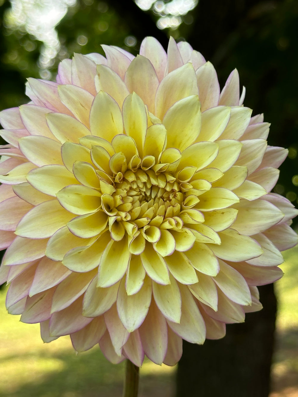 Bloomquist Blush