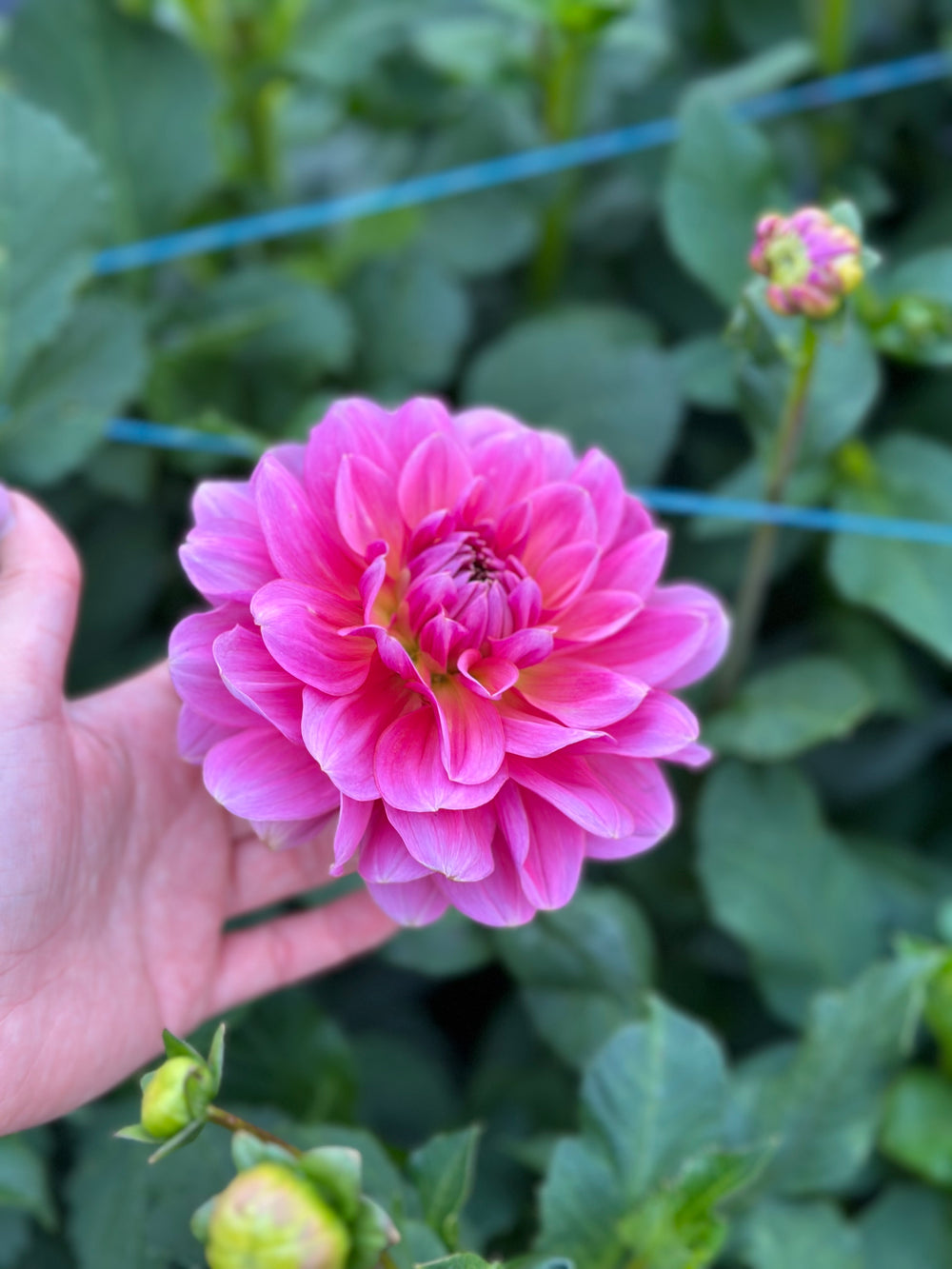 Southern Belle- LIMIT 1