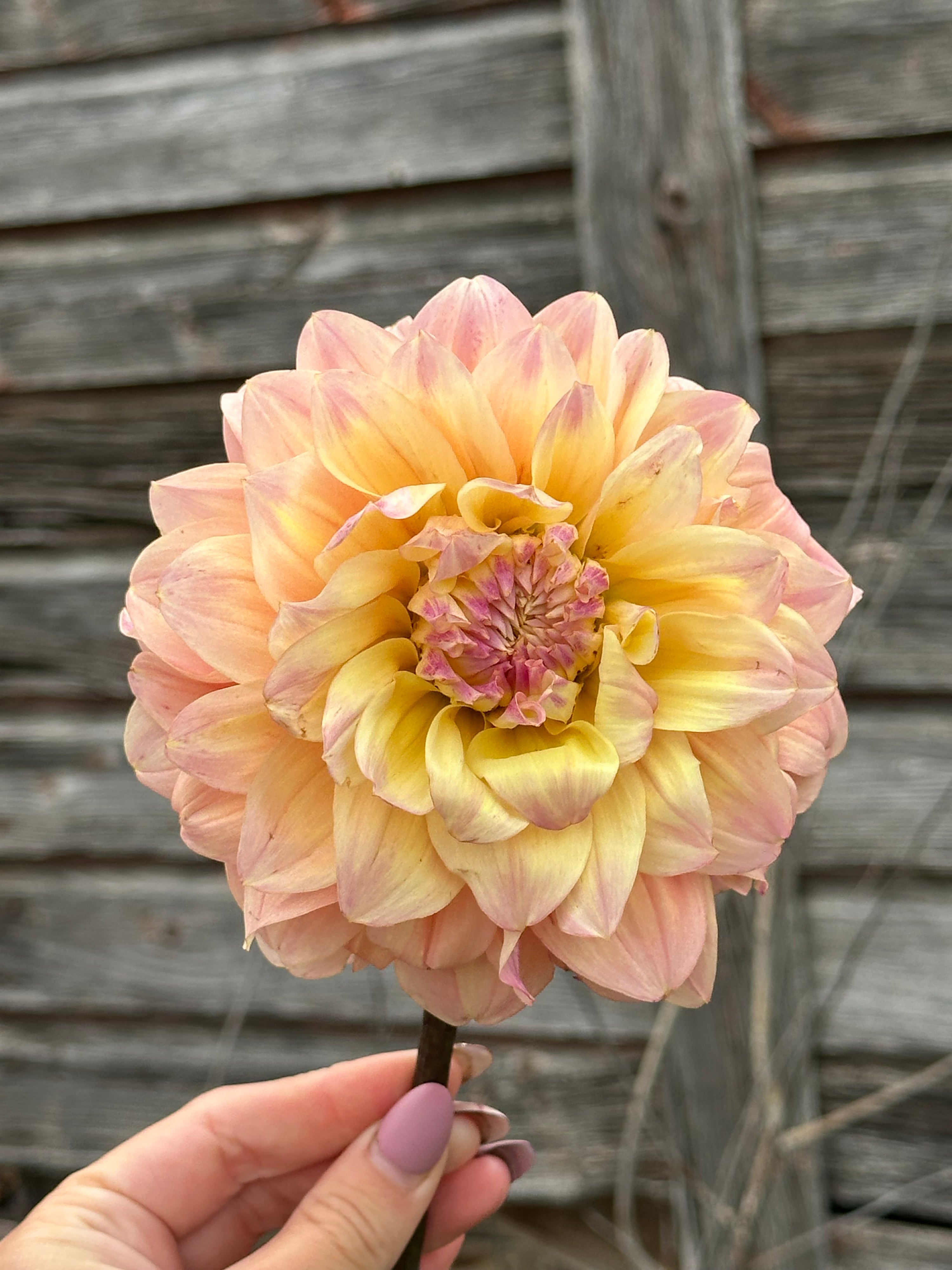 Lee’s Sugaree-LIMIT 2