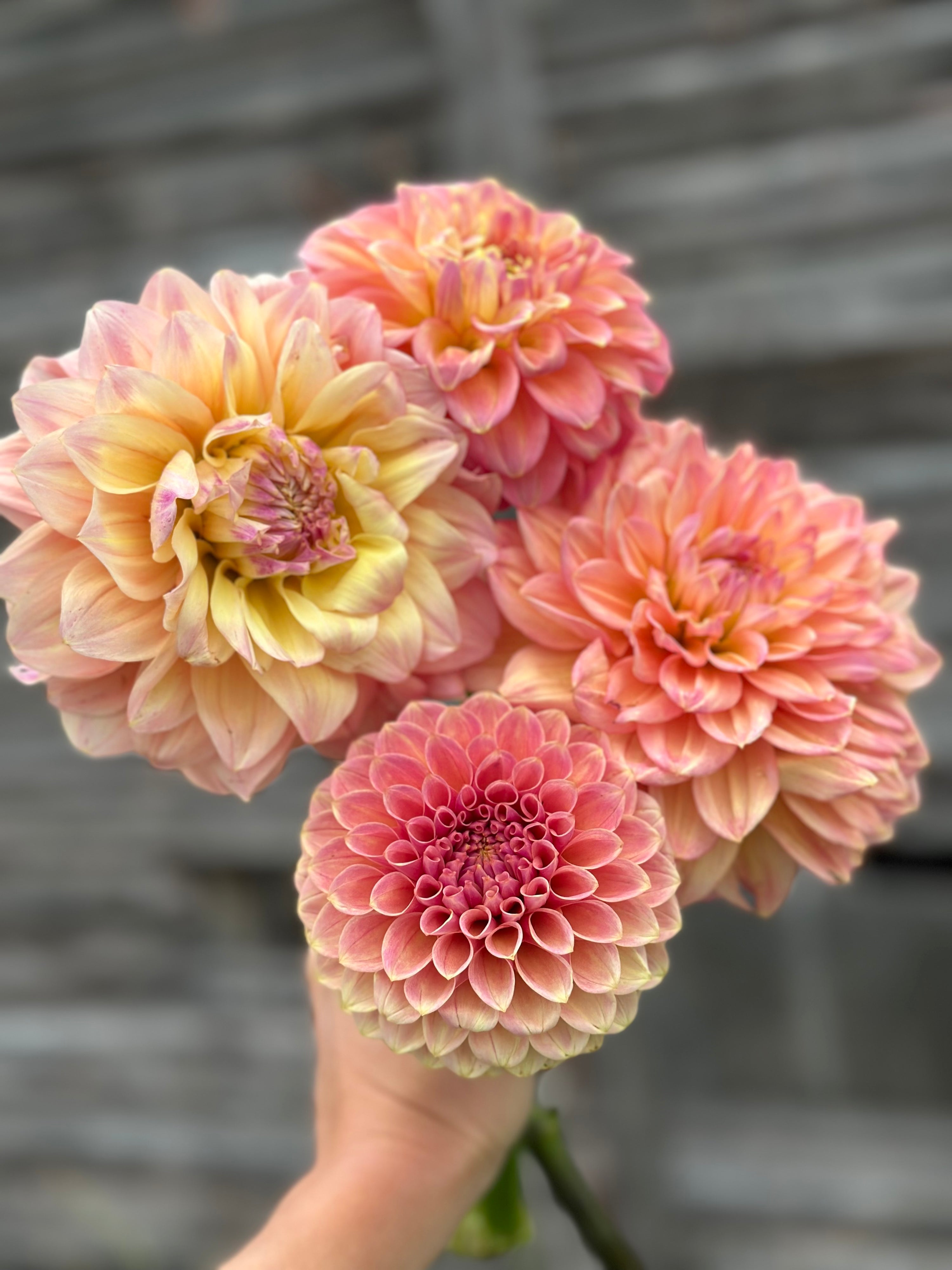 Lee’s Sugaree-LIMIT 2