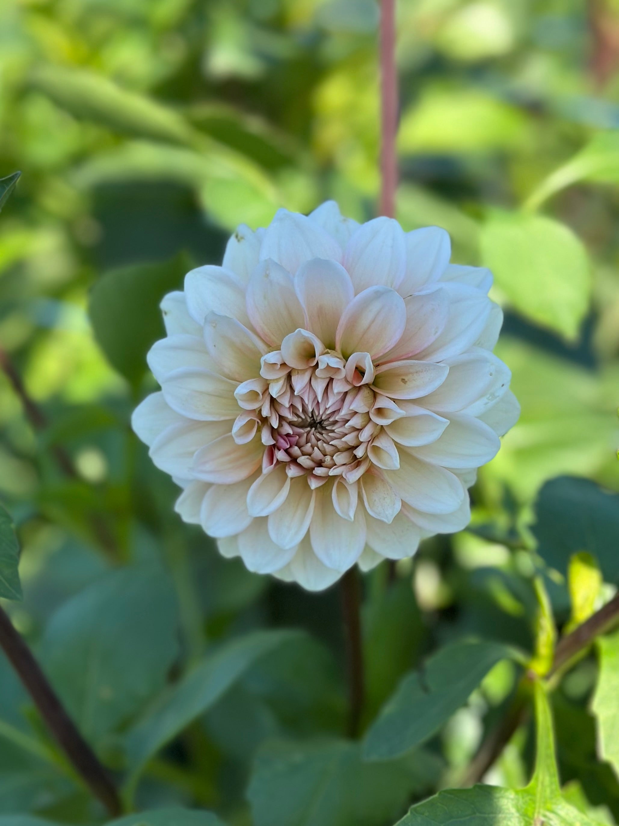 Lee’s Pineberry Trifle