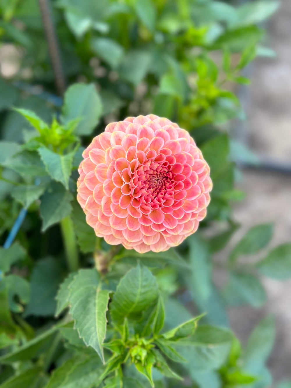 20th Ave Softer Peach