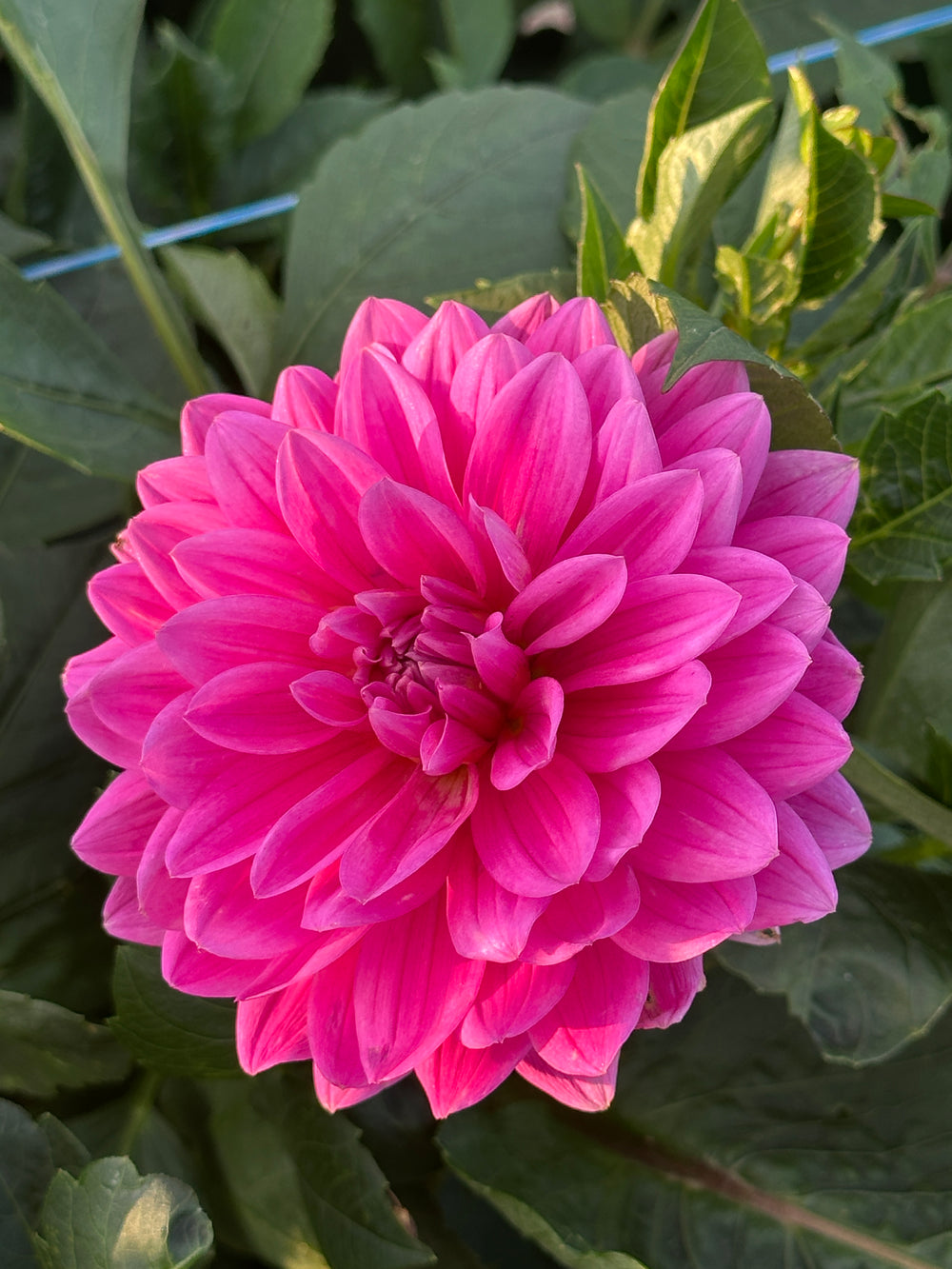 Hollyhill Sweet 16- LIMIT 1