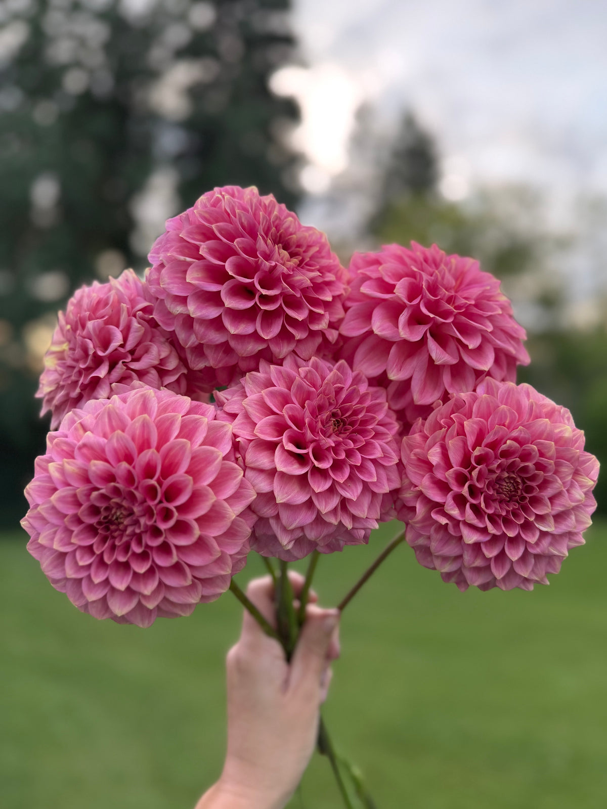 Florelie Flamingo