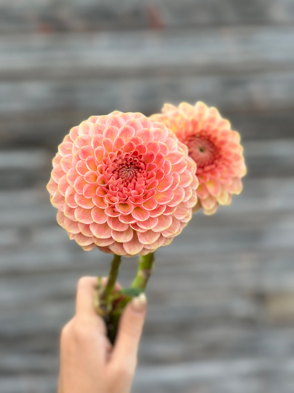 20th Ave Softer Peach