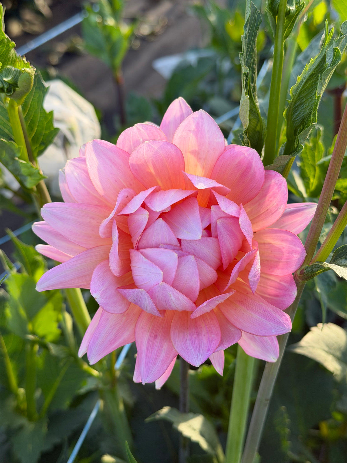 Ms Peachy