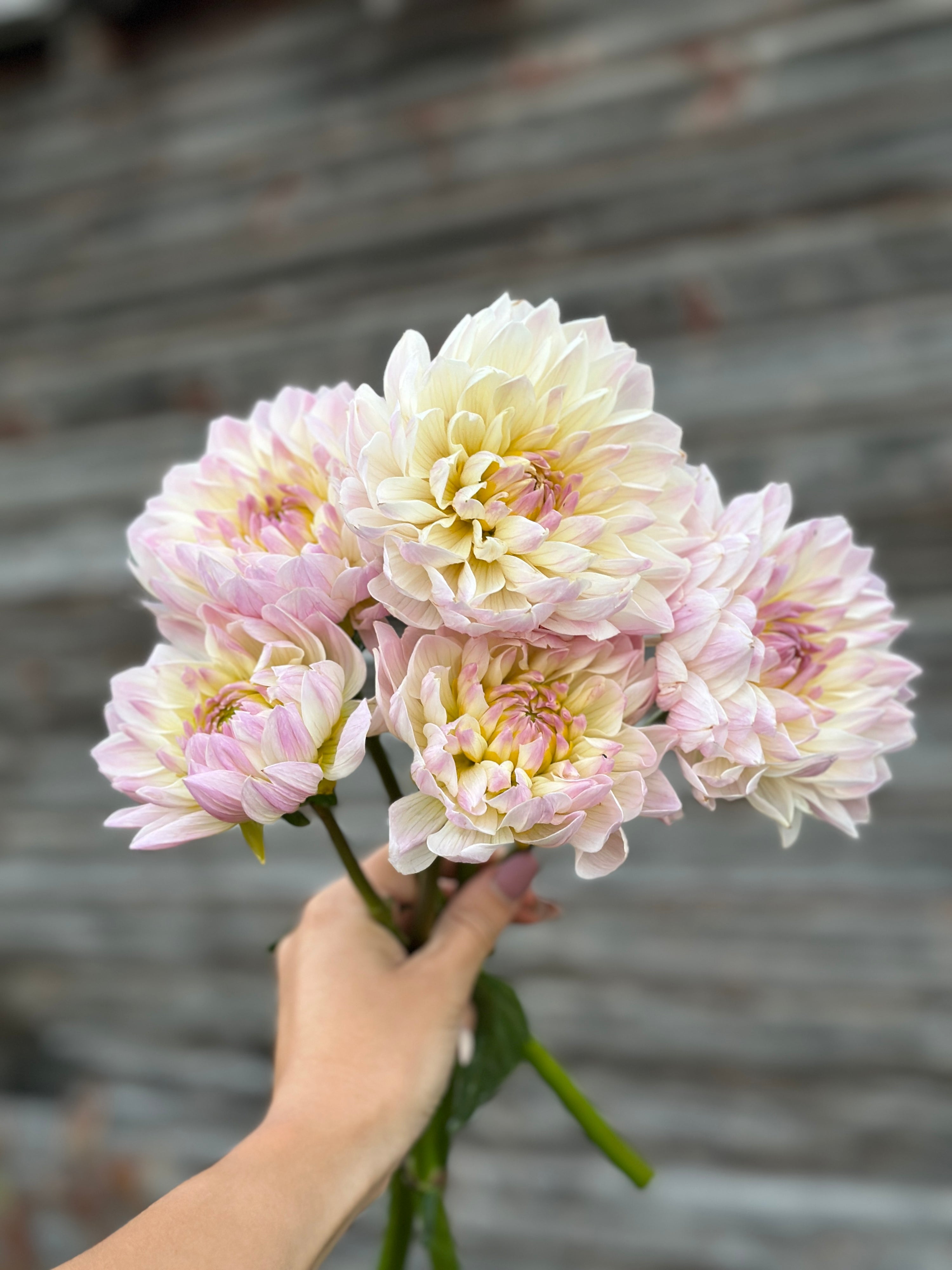 Hollyhill Lilibet-LIMIT 1