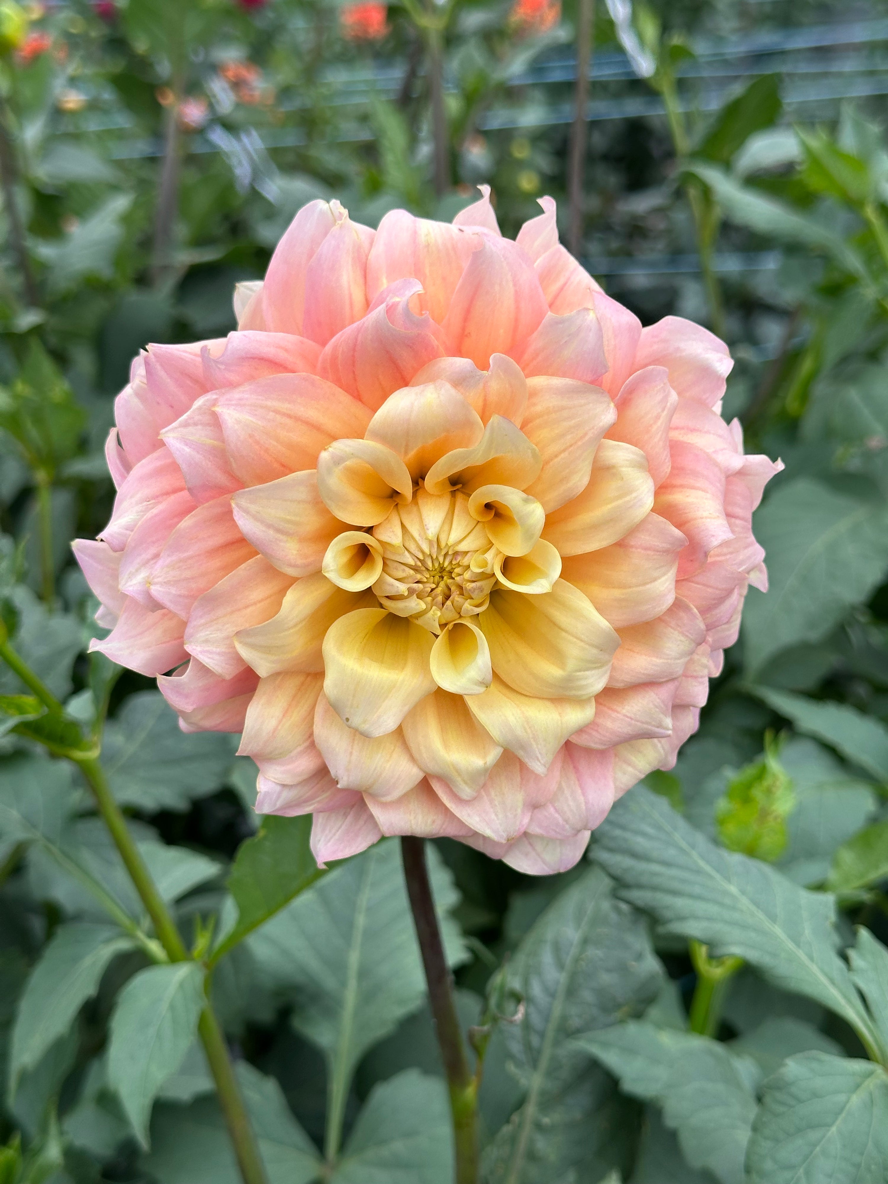 Lee’s Sugaree-LIMIT 2