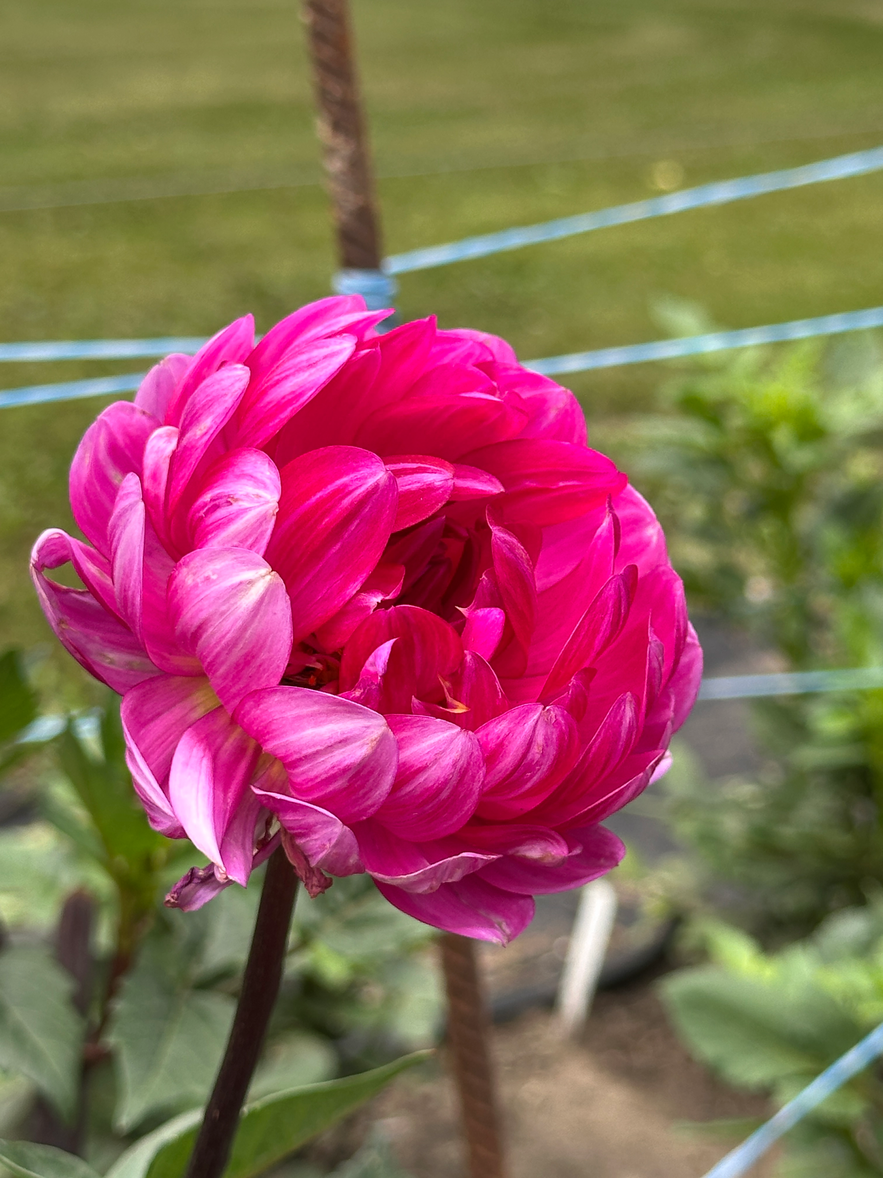 Sandia Lillian