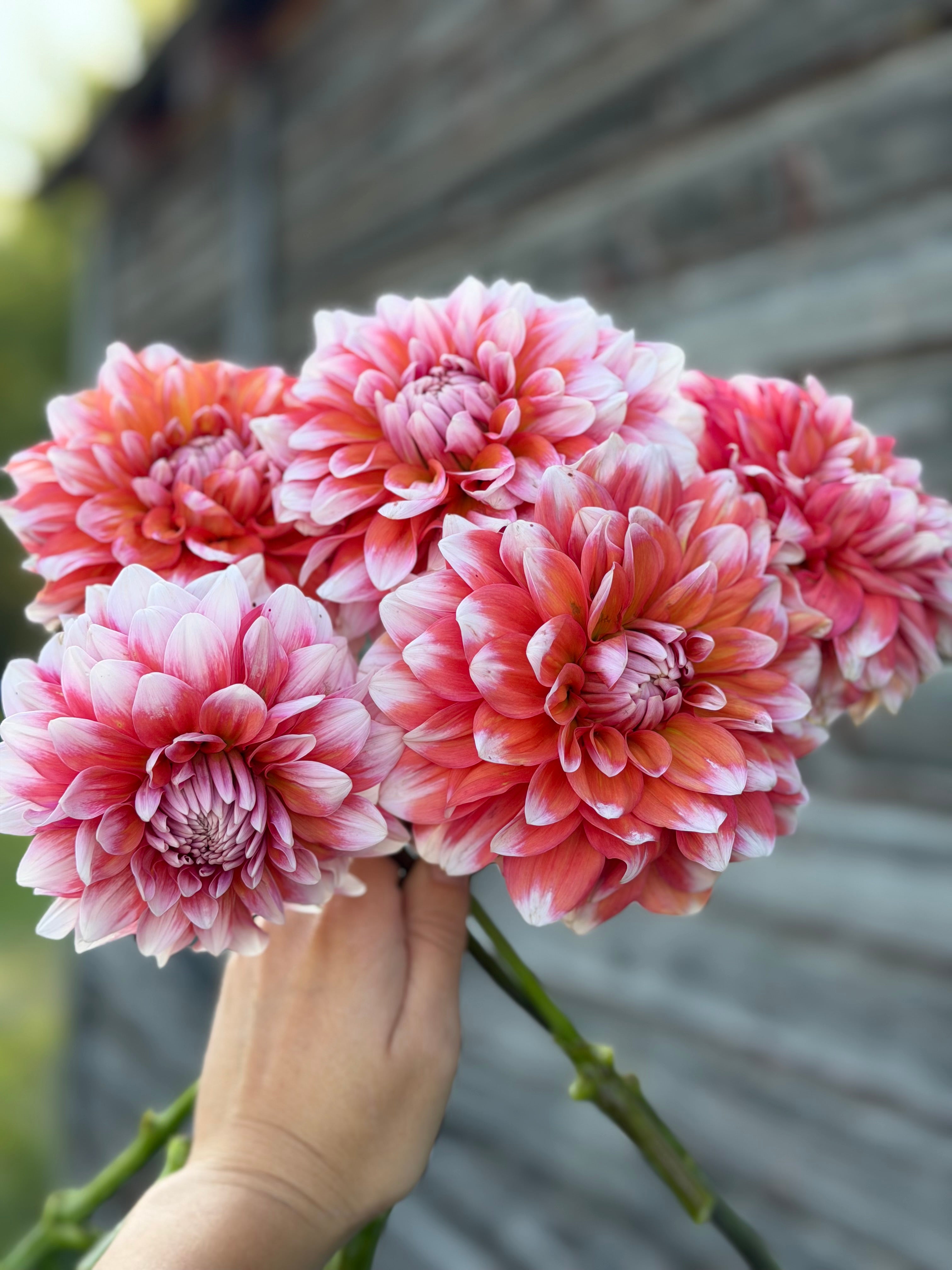 Apple Blossom (Double) – Torch River Flower Farm
