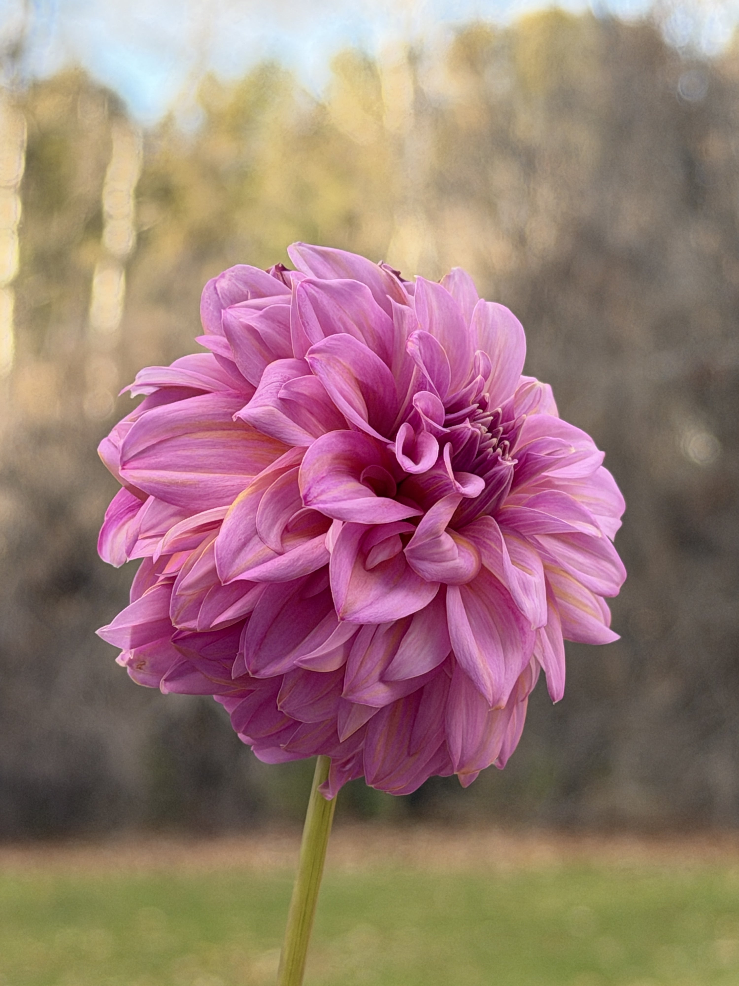Lileah Pink Petticoats