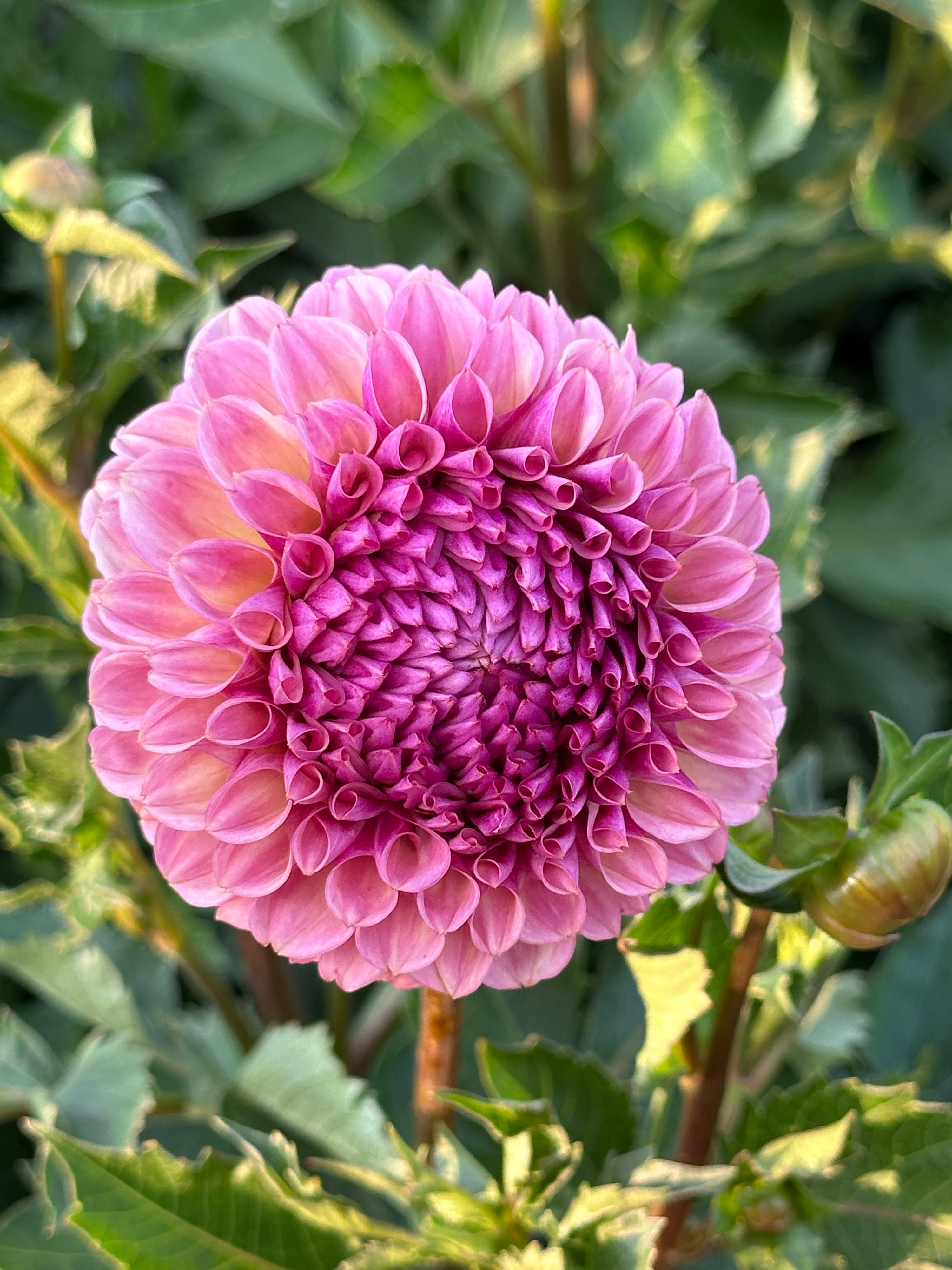 Bracken Rose (USA)