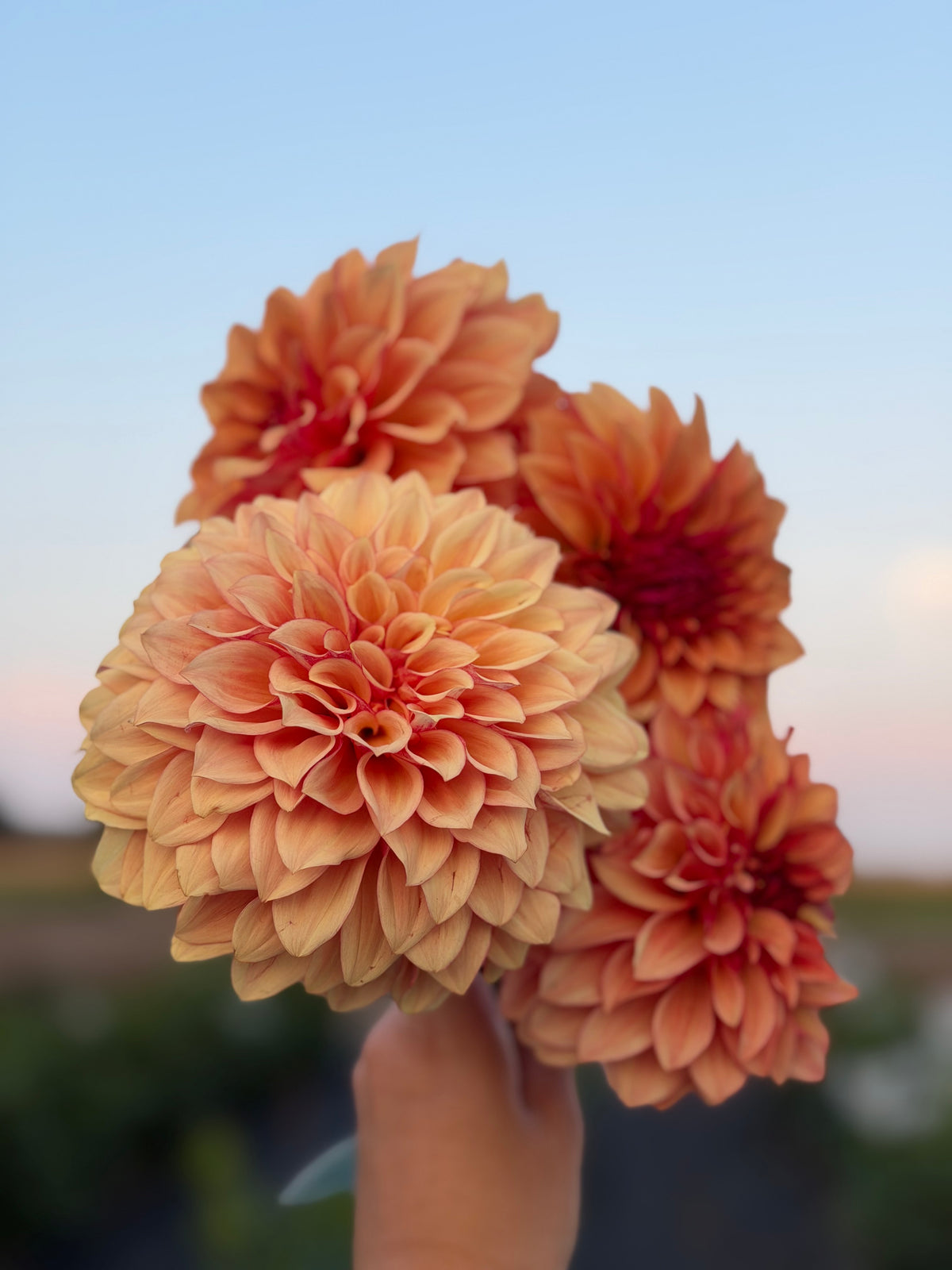 Carpe Dahlia Harvest
