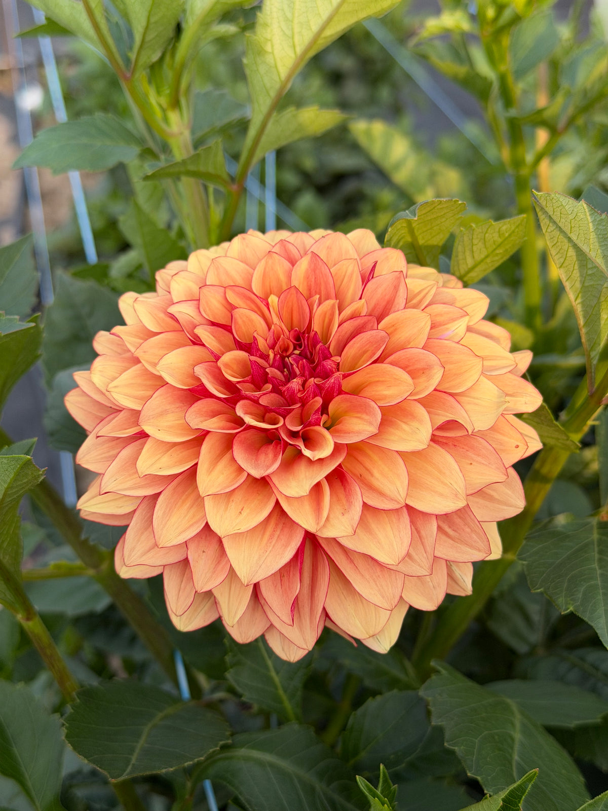 Carpe Dahlia Harvest
