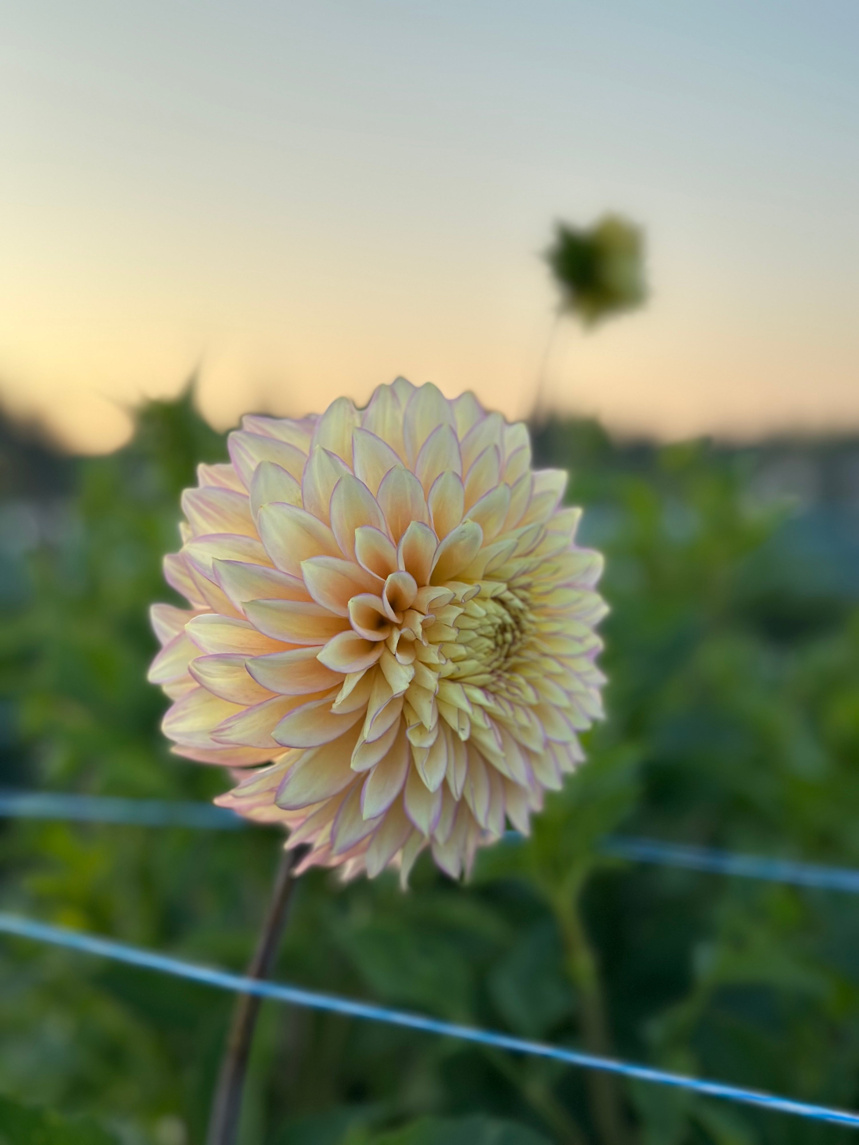 Bloomquist Blush