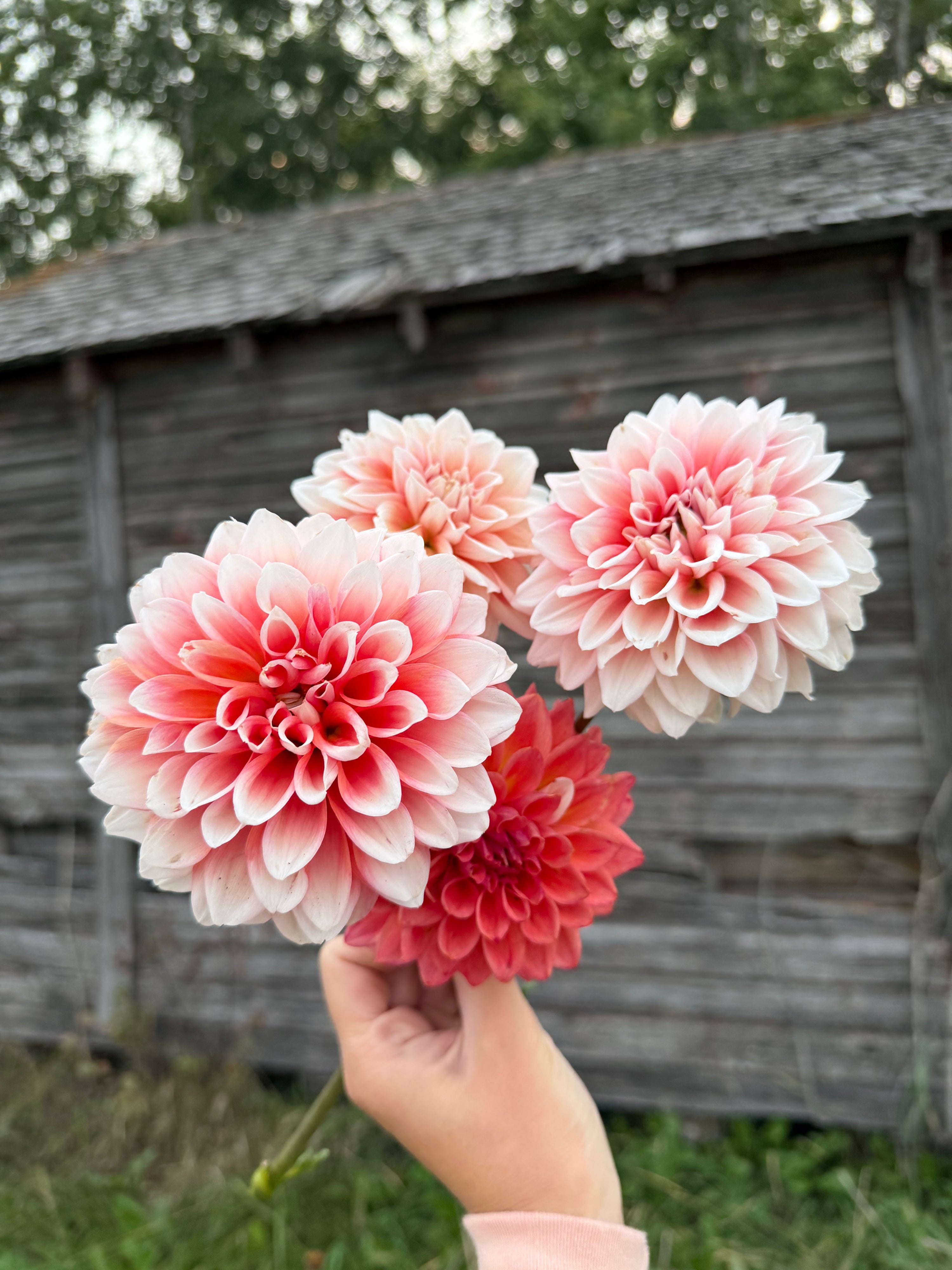 Lee’s Pineberry Trifle