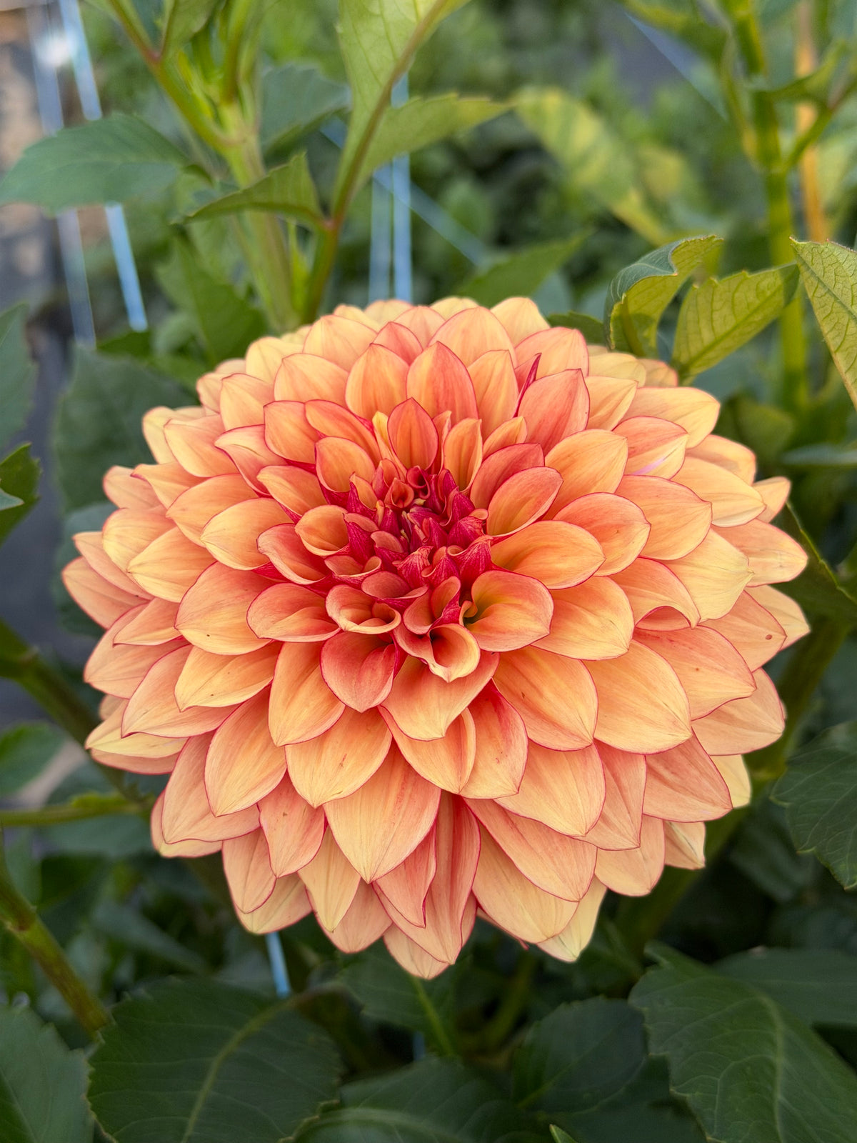 Carpe Dahlia Harvest