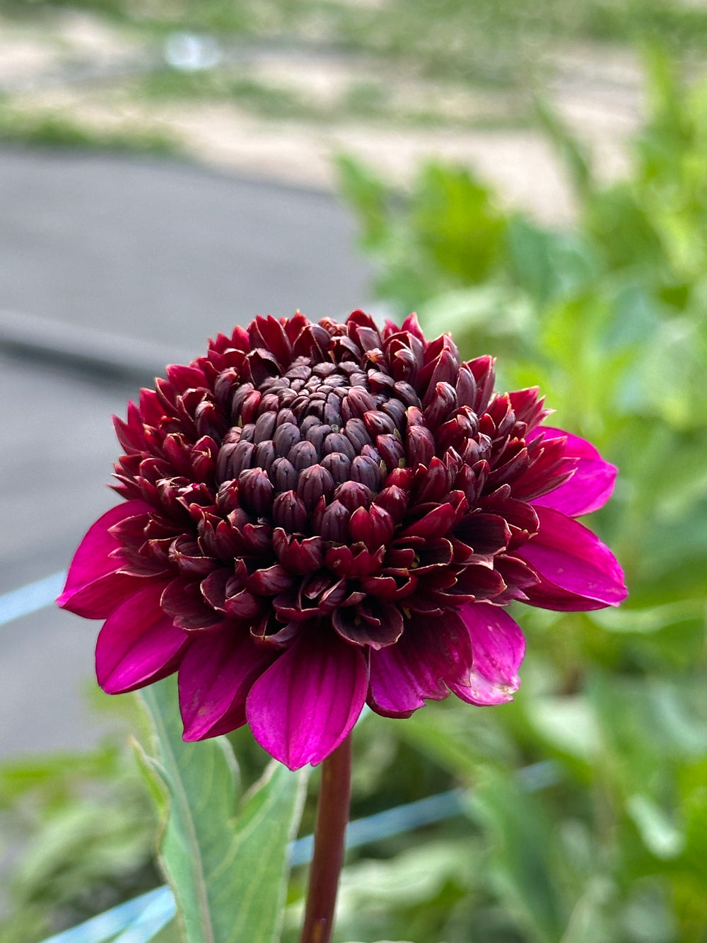 Aubergine