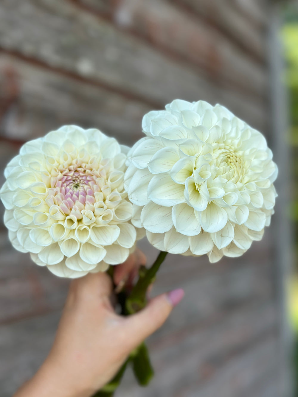 Ferncliff Bride