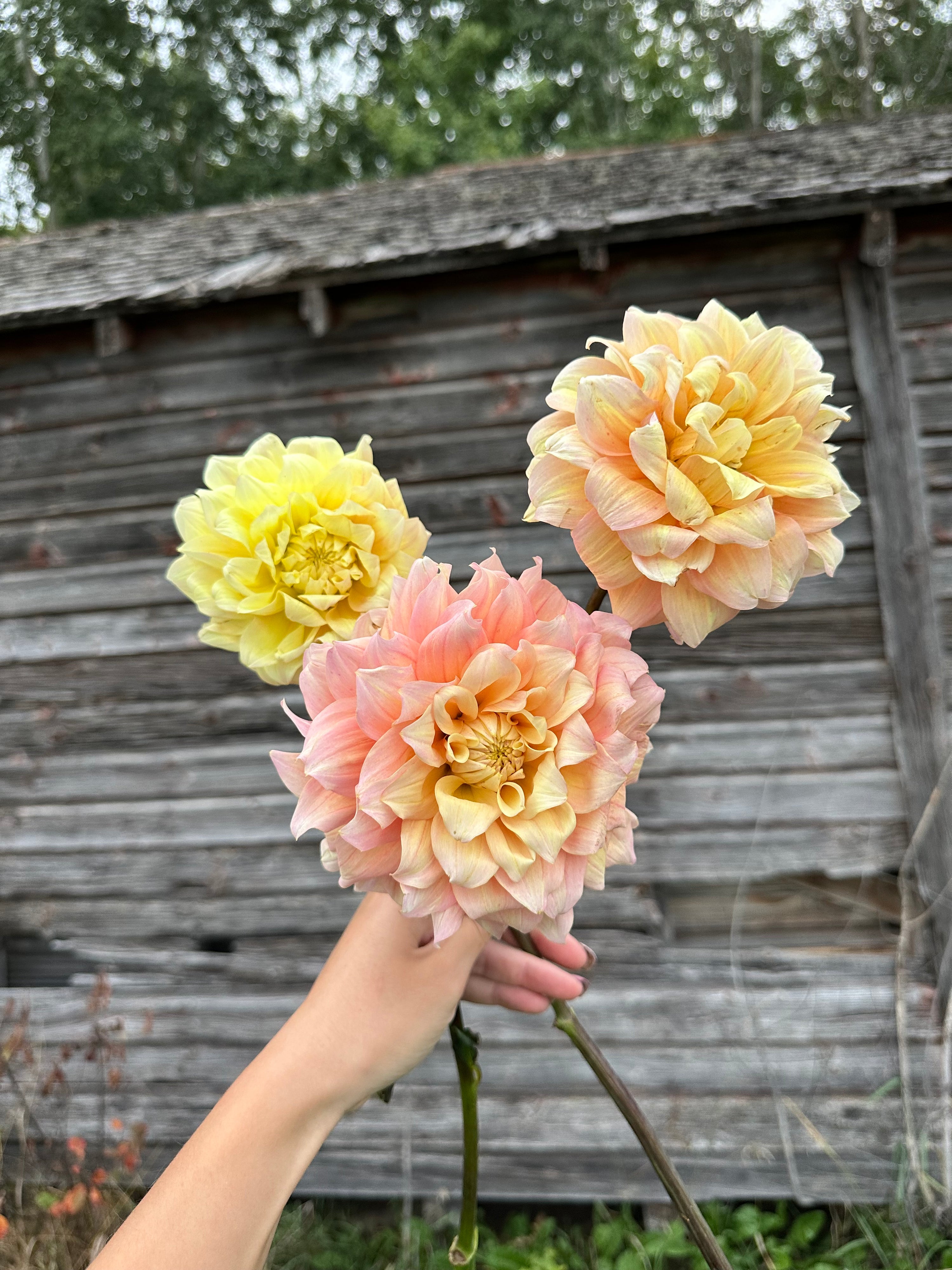 Lee’s Sugaree-LIMIT 2