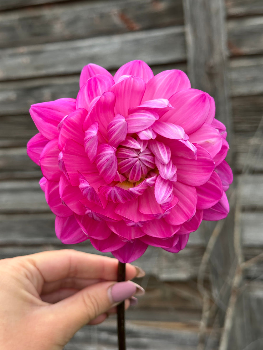Sandia Lillian