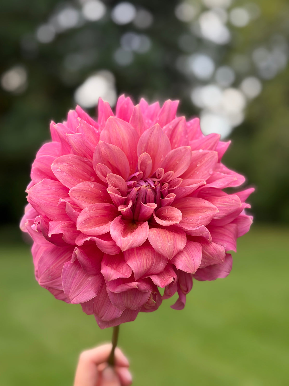 Lileah Caramel Rose