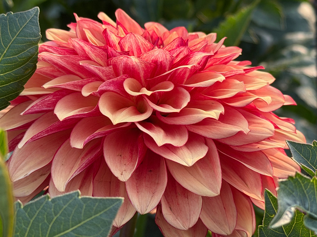 Carpe Dahlia Harvest
