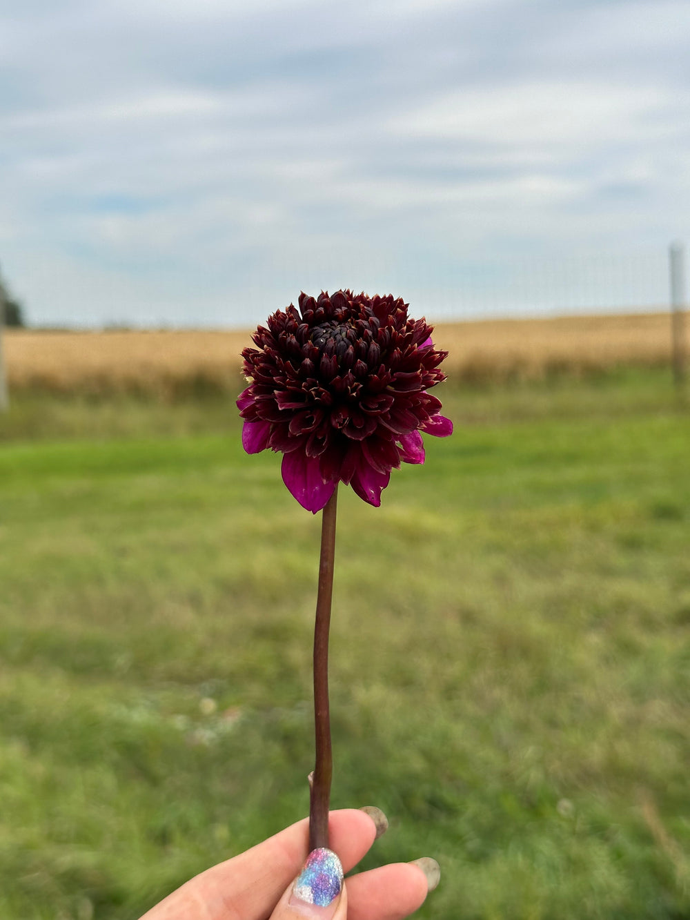 Aubergine