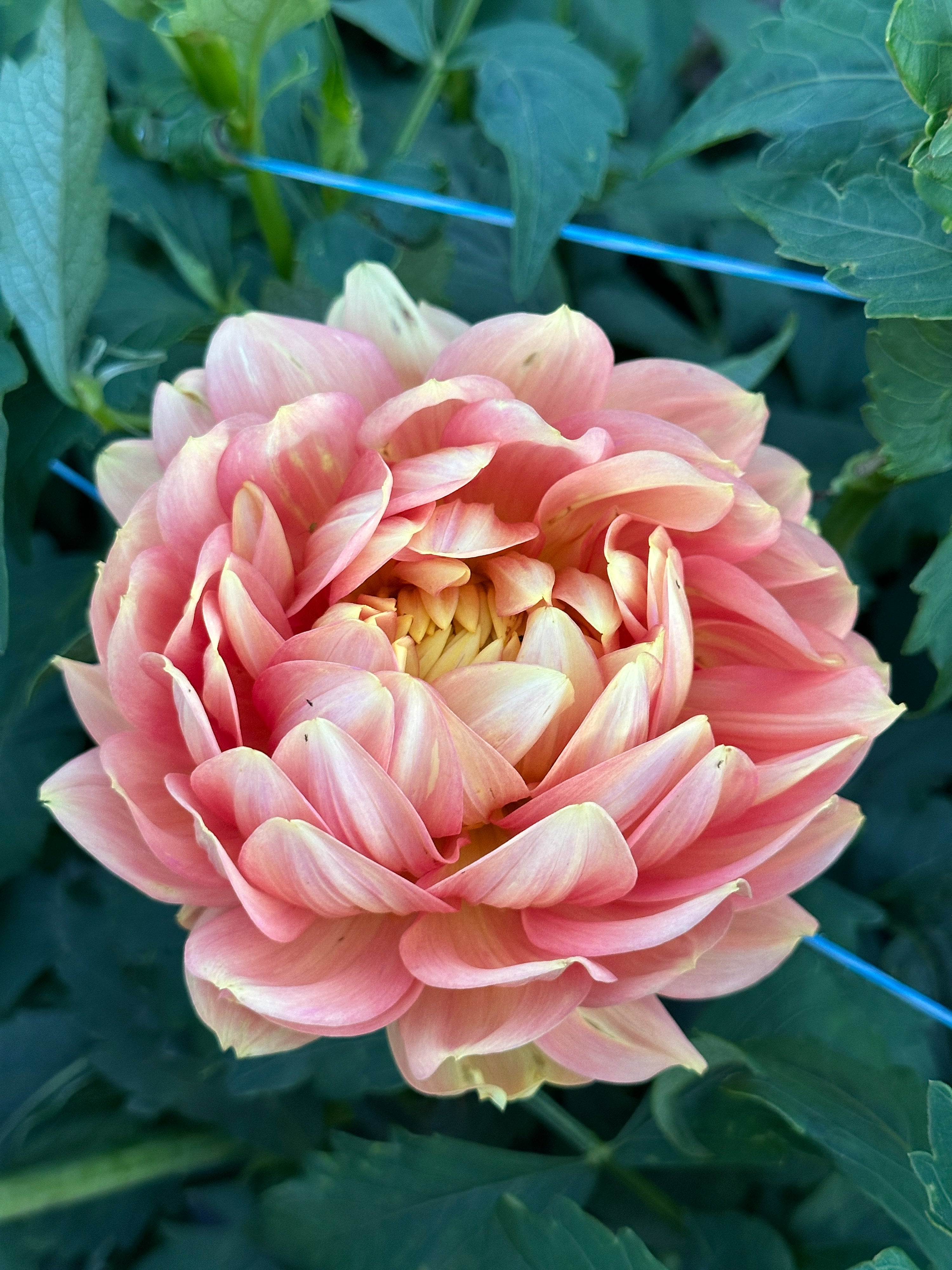 Hollyhill Serenity- LIMIT 2