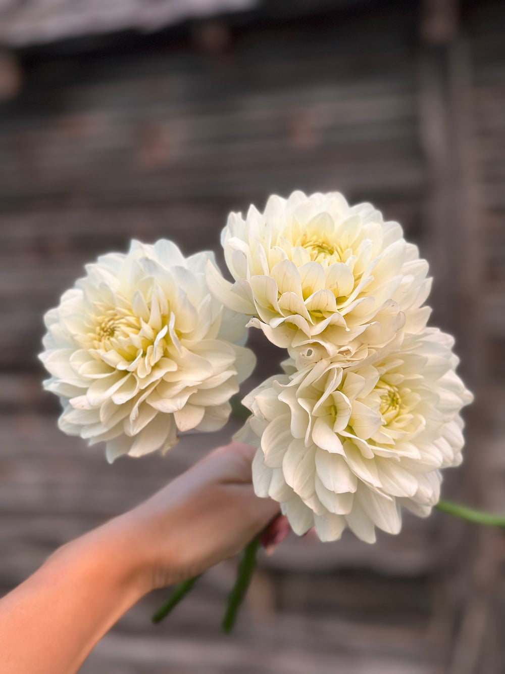 Van Isle Cirrus- LIMIT 1