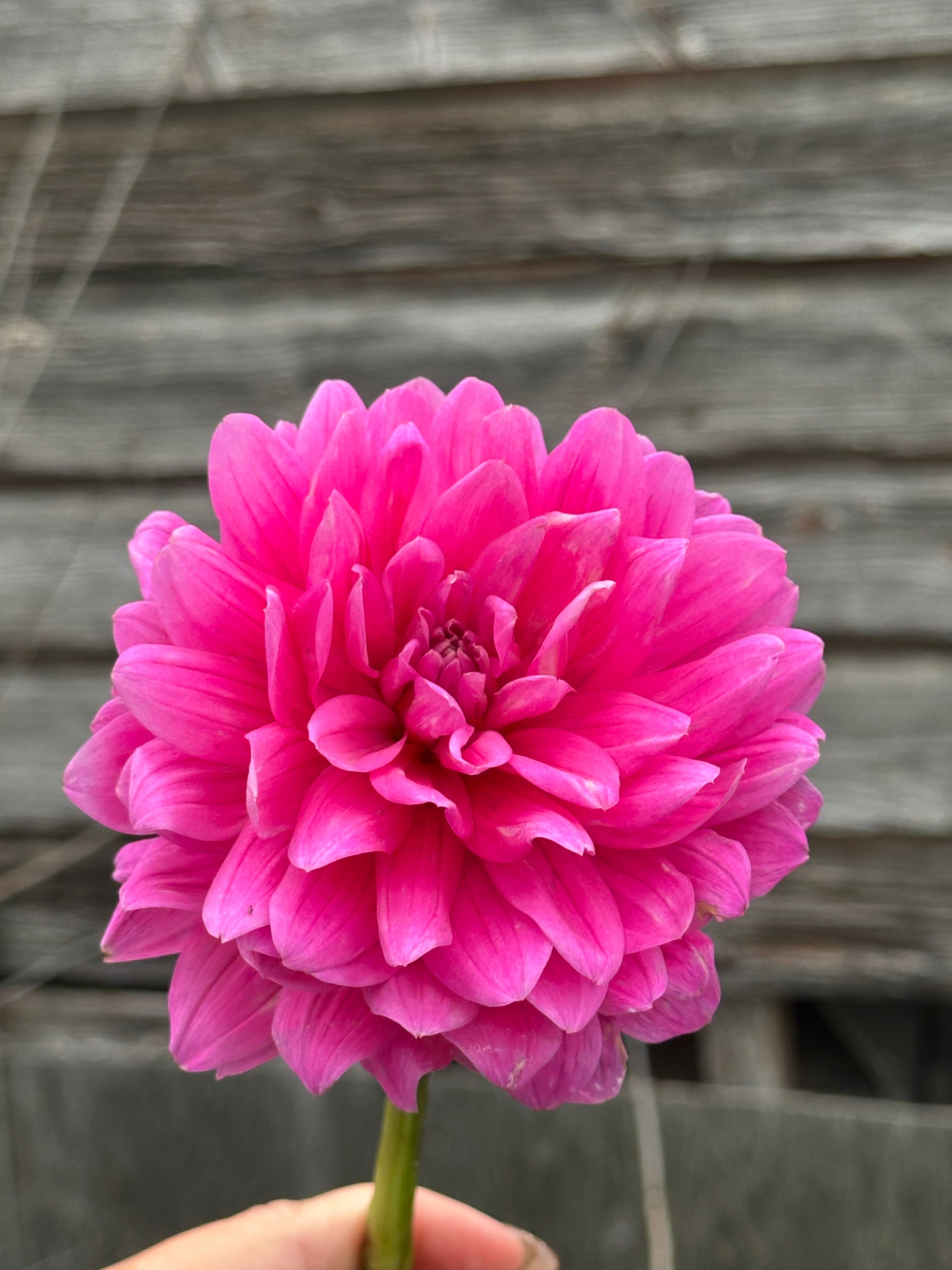 Hollyhill Sweet 16- LIMIT 1