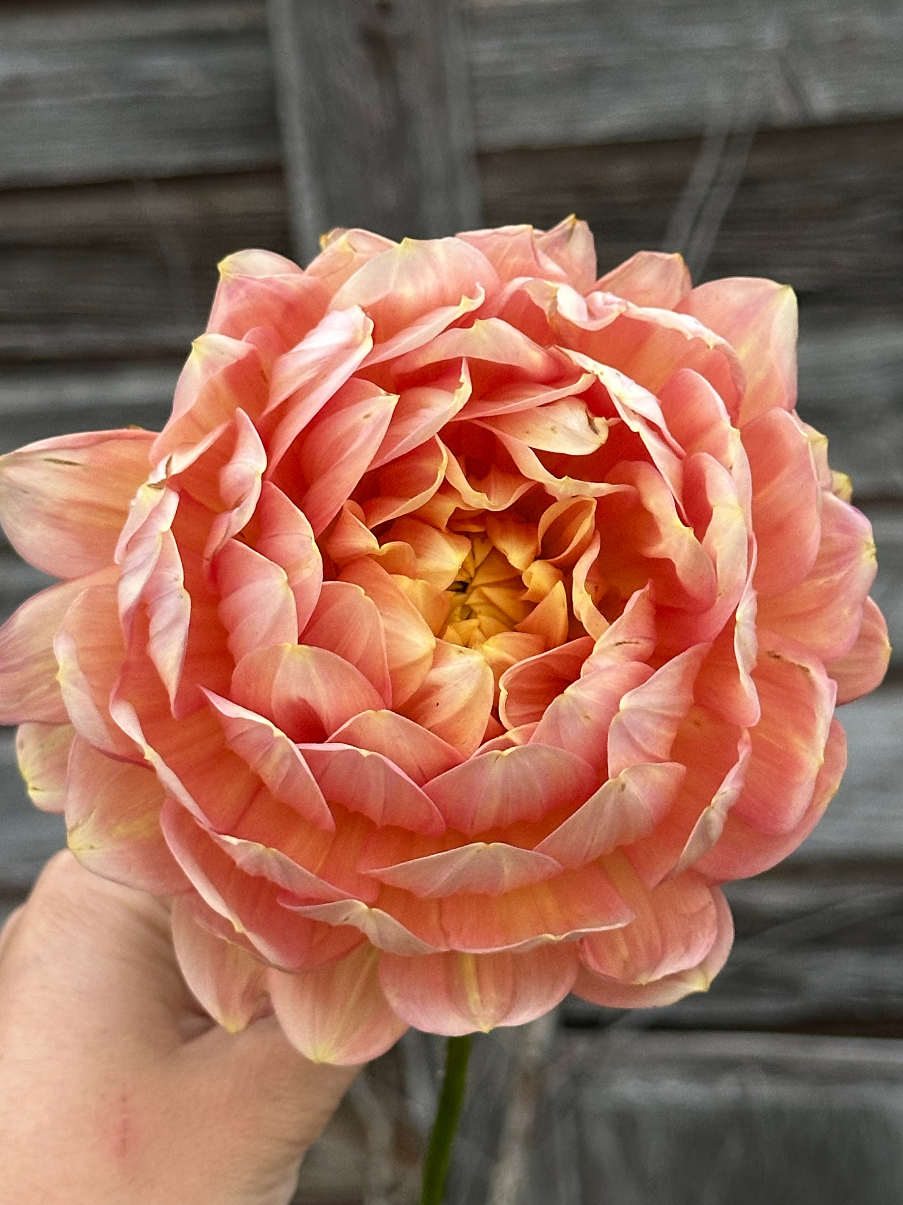 Hollyhill Serenity- LIMIT 2