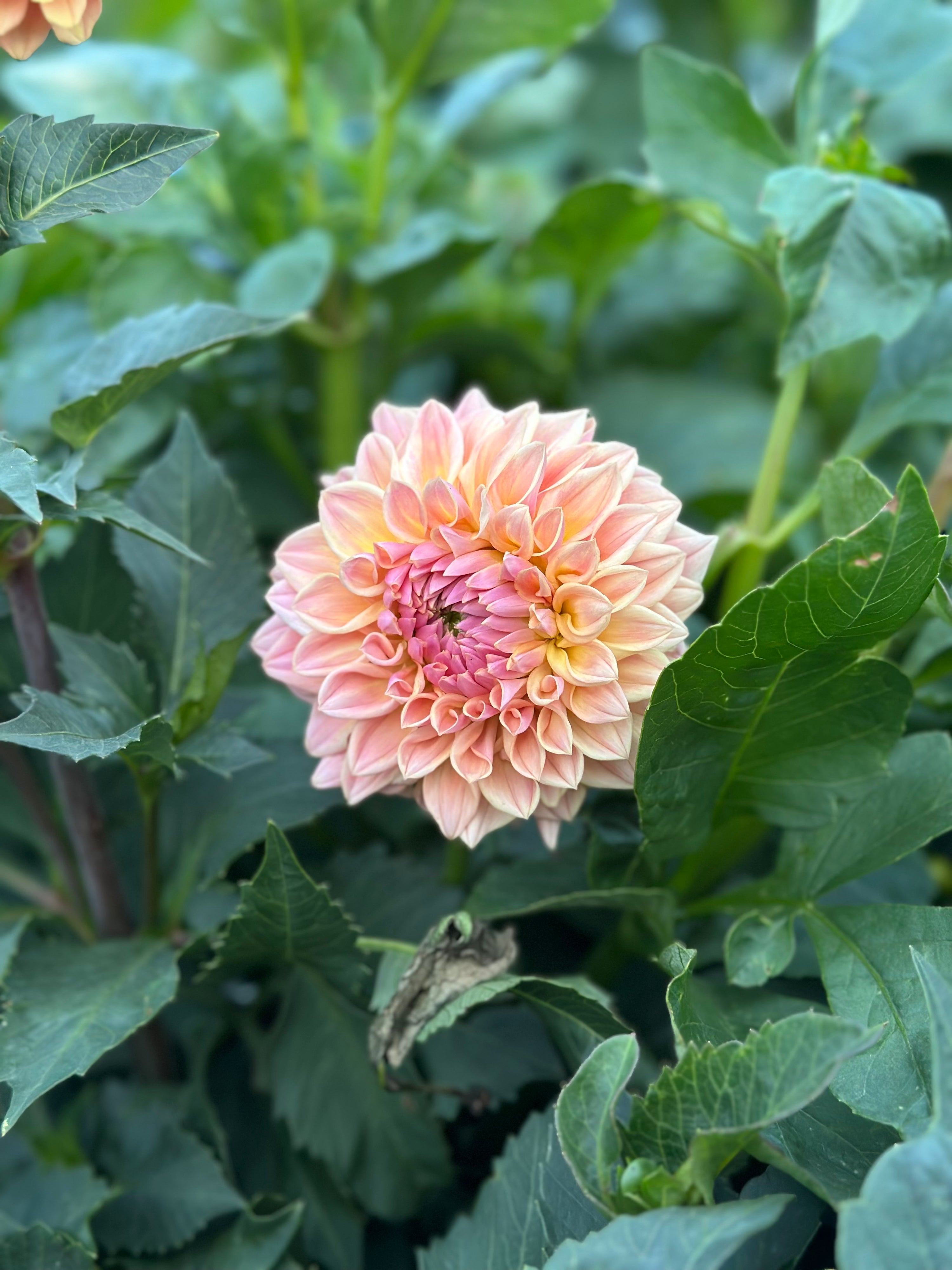 RM Summer Haze- LIMIT 1