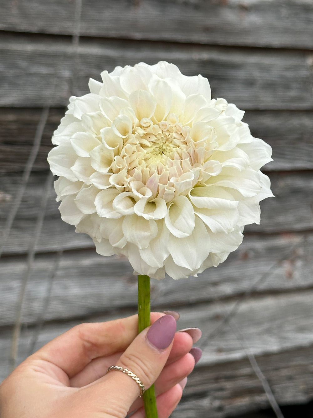 Irish Ruffles