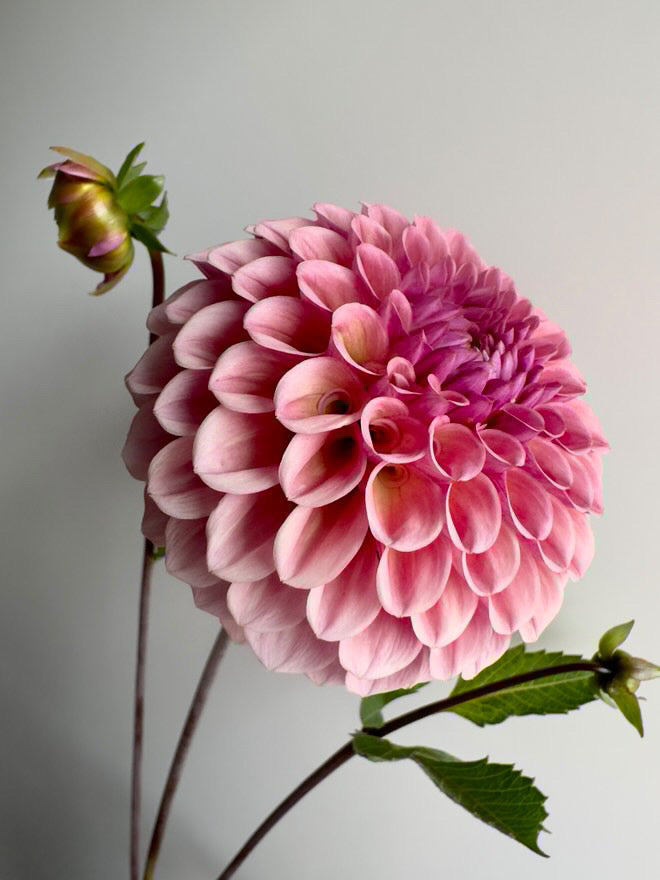 Bracken Rose (USA)
