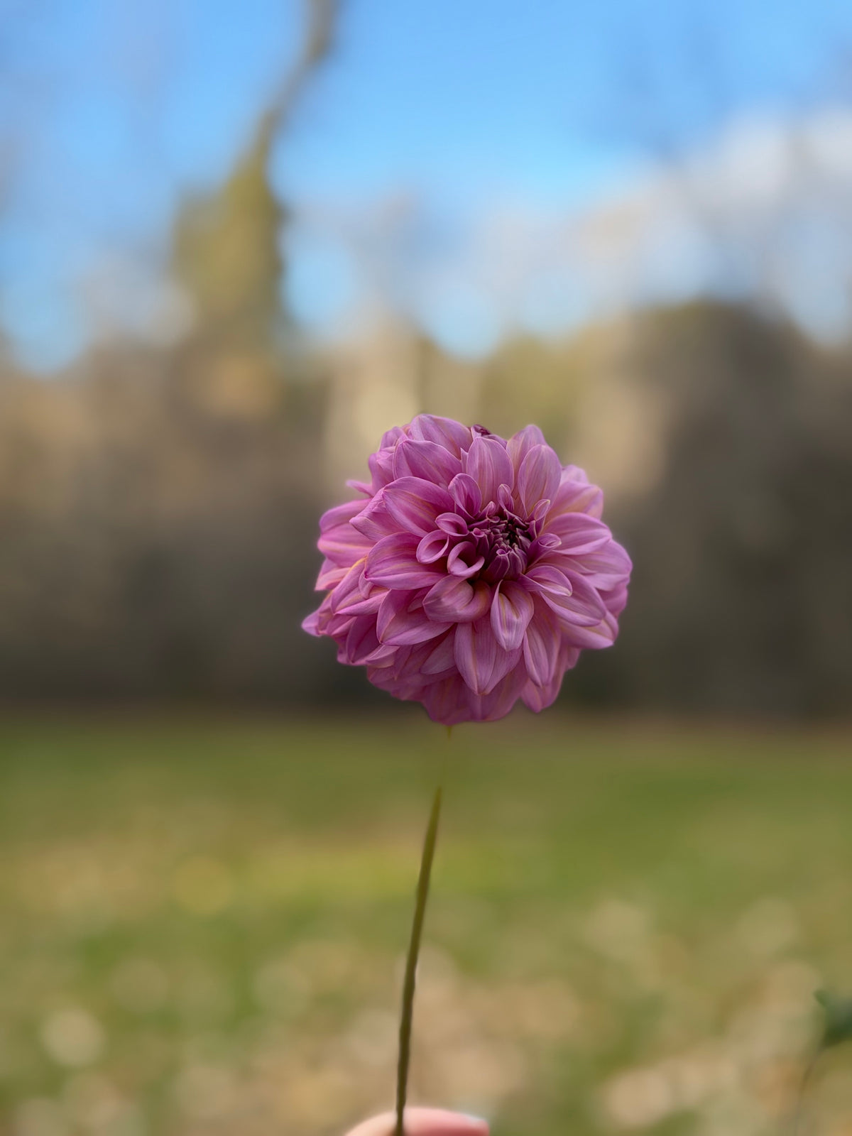 Lileah Pink Petticoats
