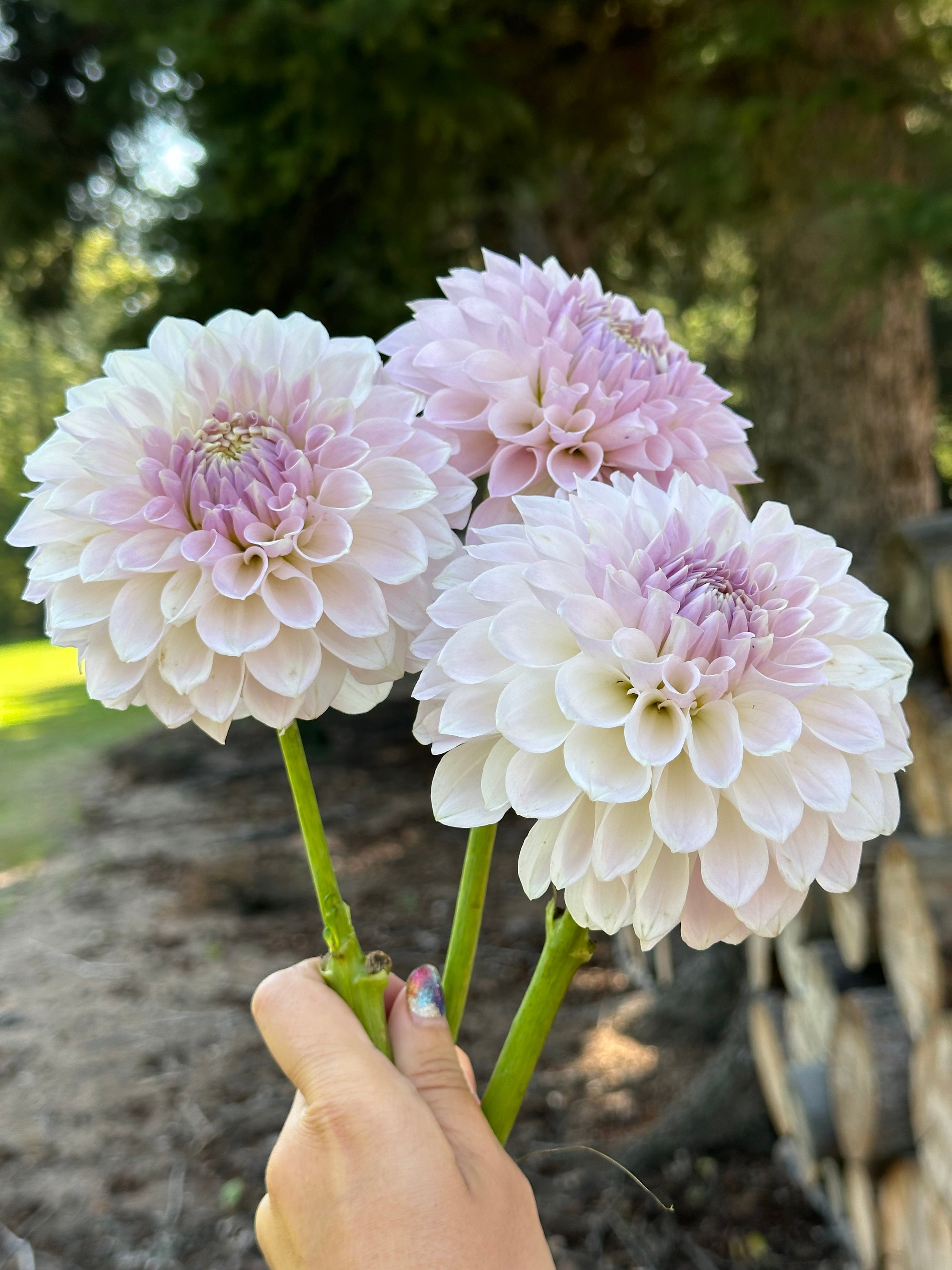 Lakeview Premier- LIMIT 1