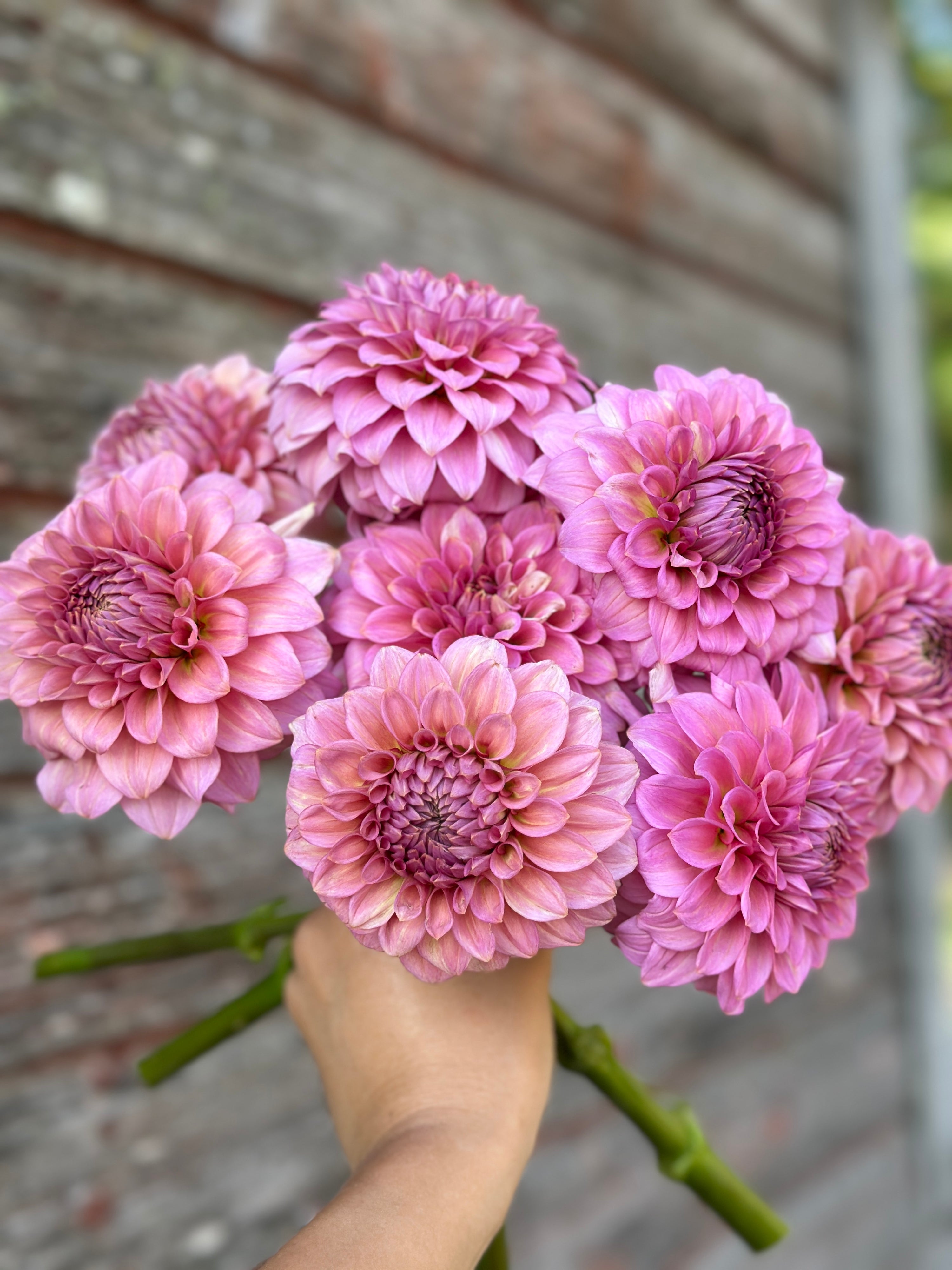 Levi’s Bubblegum- LIMIT 1