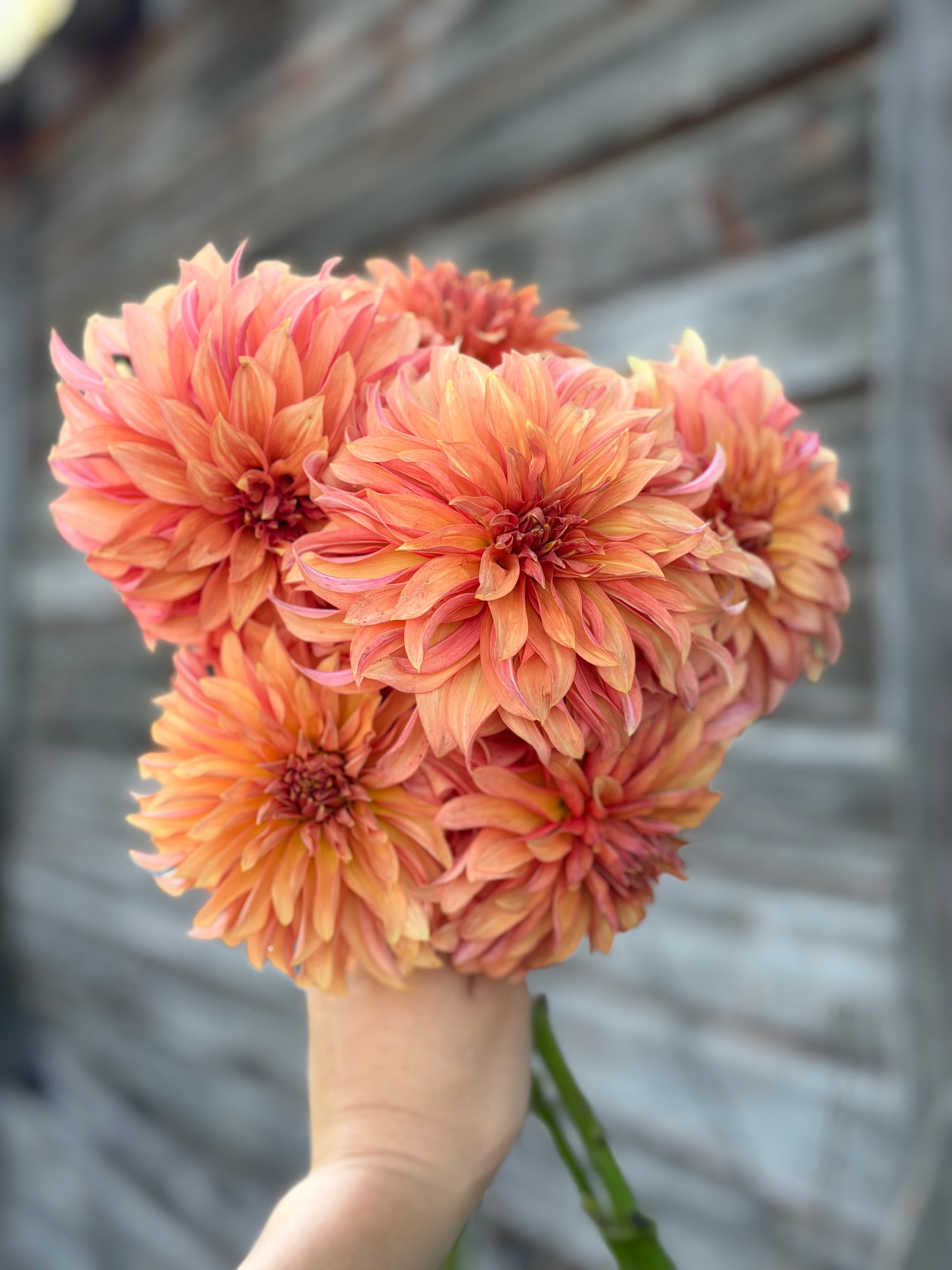 River’s Can’t Elope- LIMIT 1