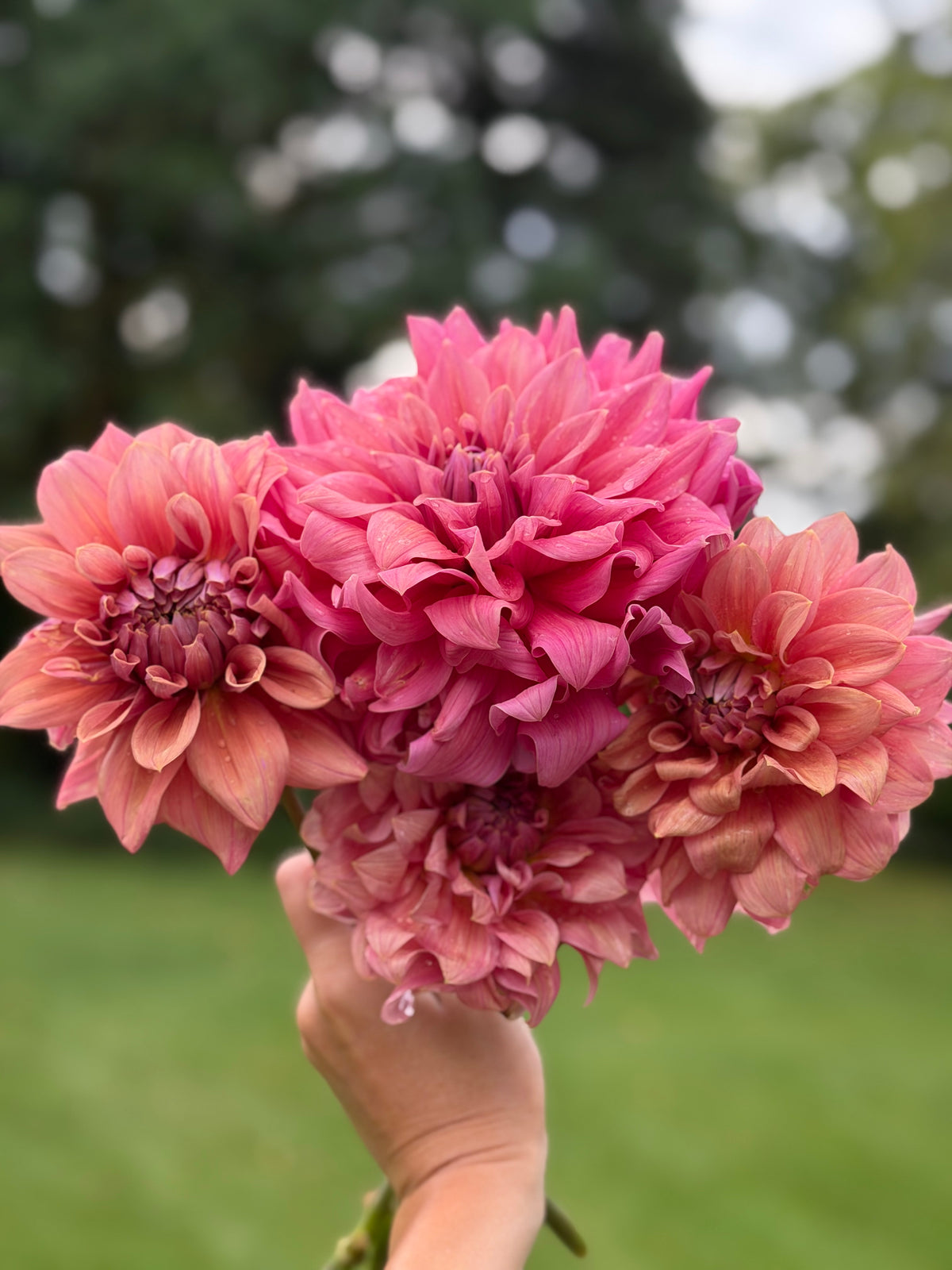 Lileah Caramel Rose