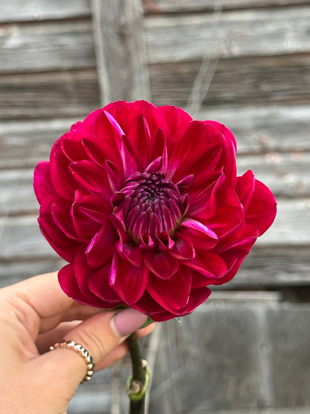 Sandia Bertha