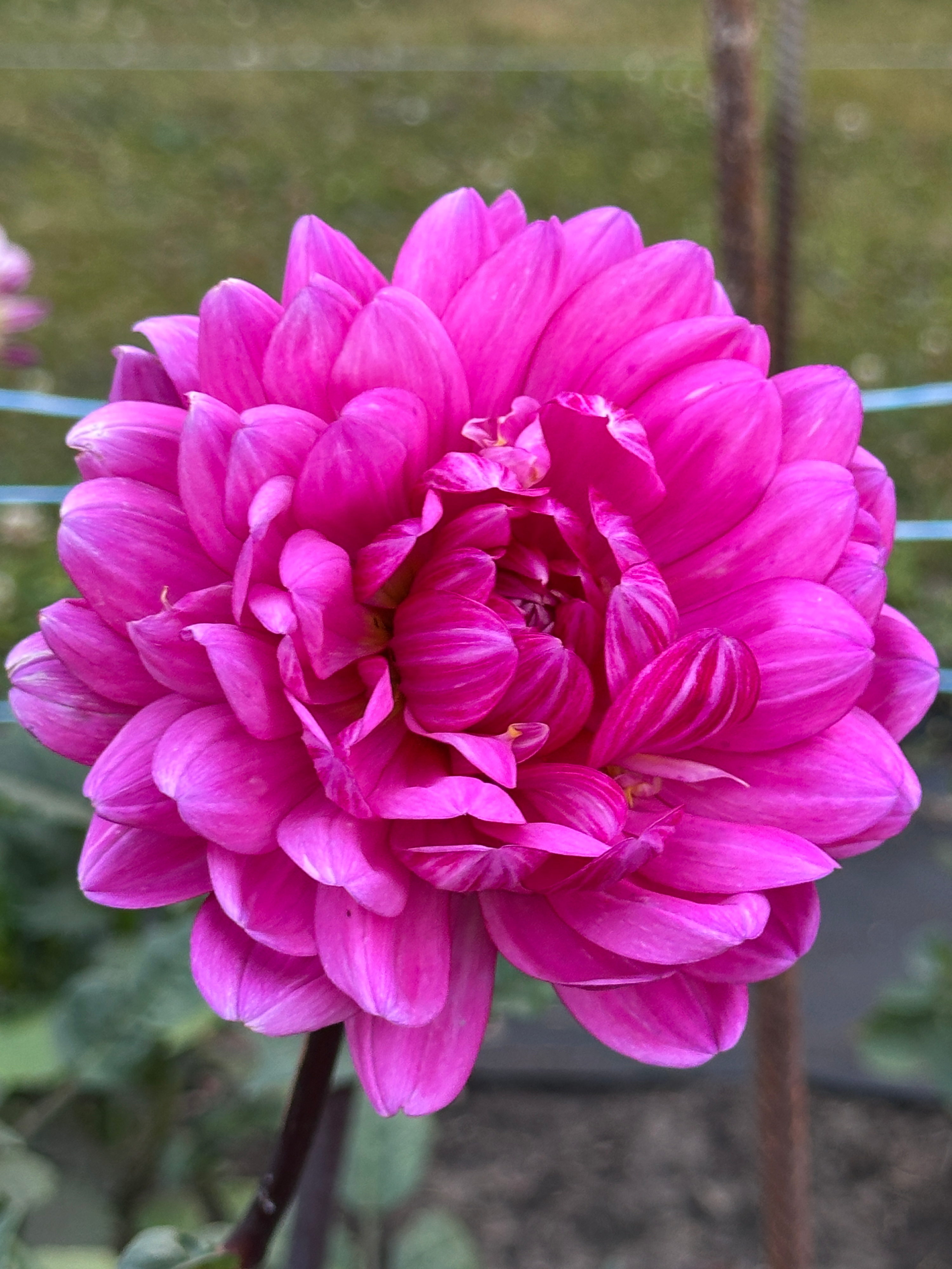 Sandia Lillian