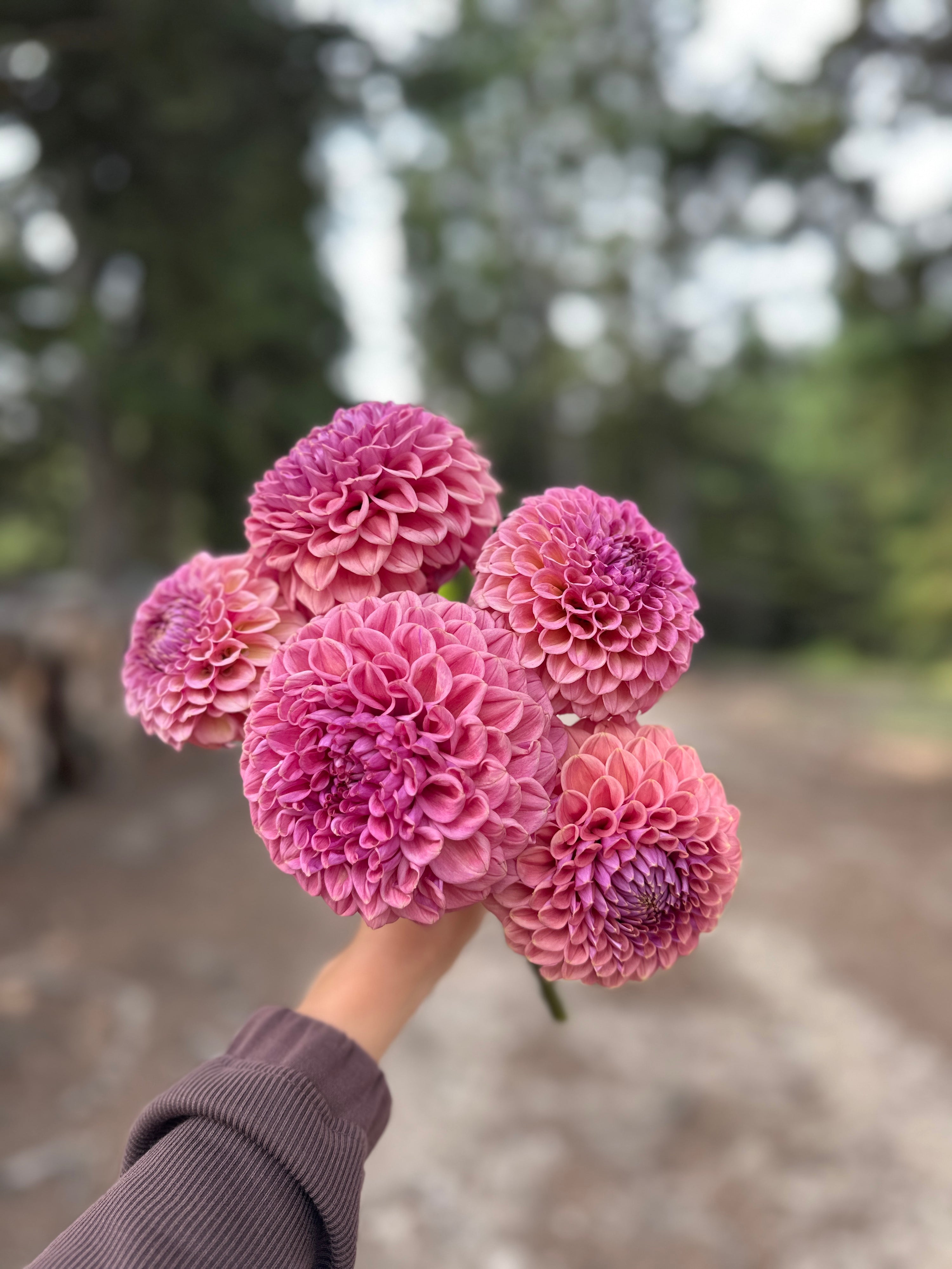 Bracken Rose (USA)