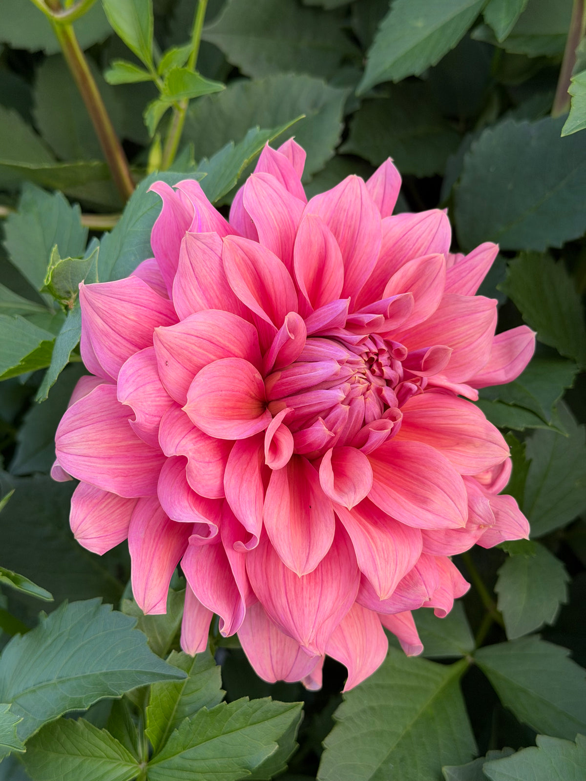 Lileah Caramel Rose