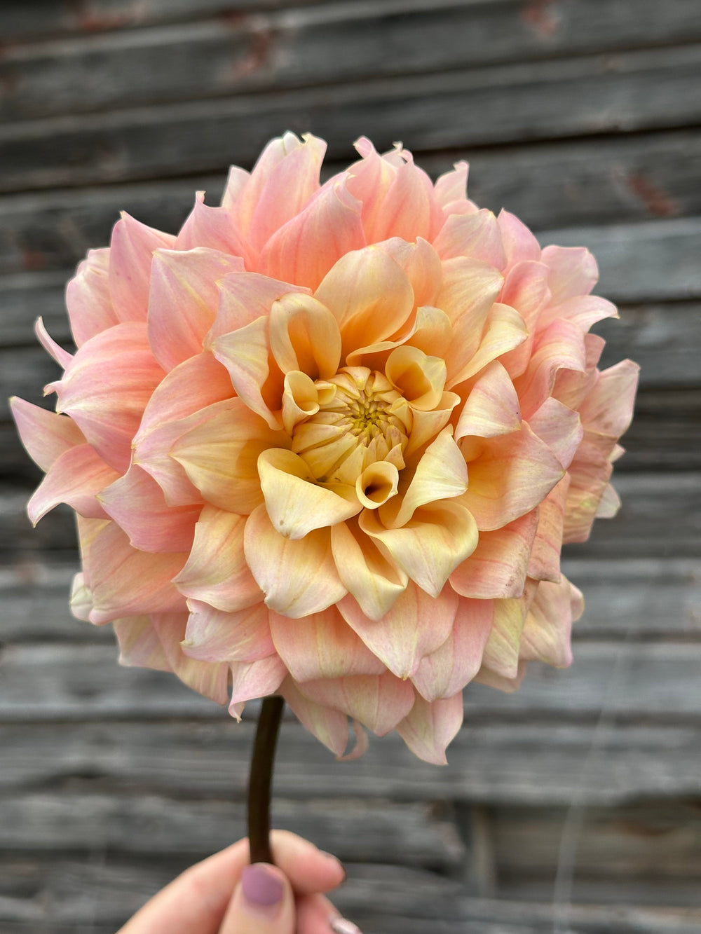 Lee’s Sugaree-LIMIT 2