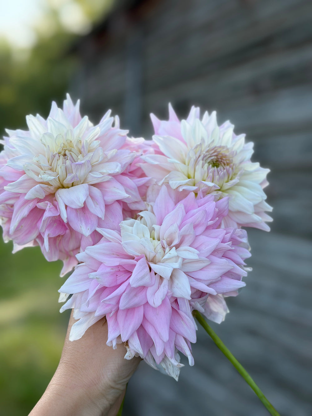 Lee’s Blushed Charmeuse