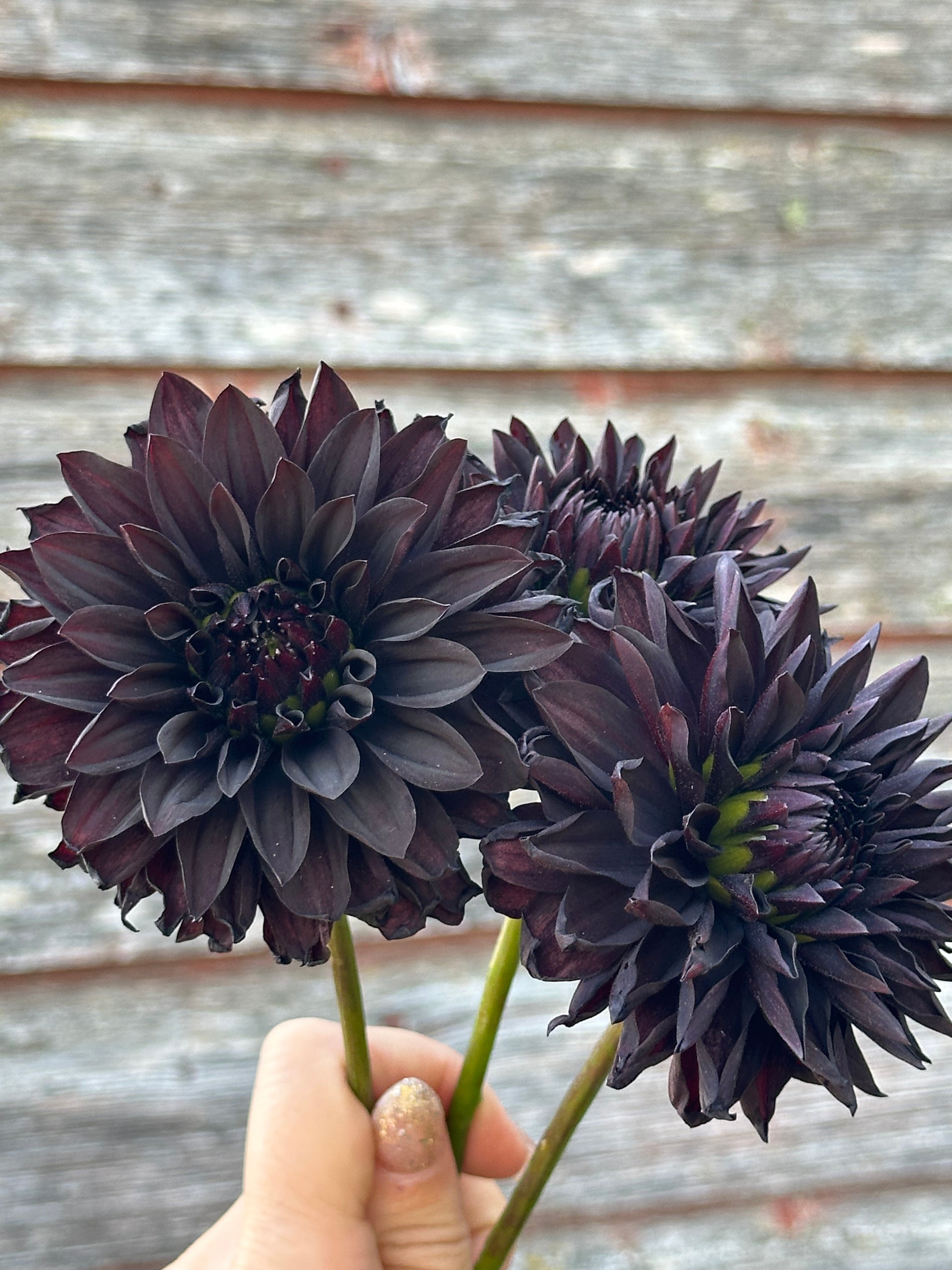 Czarny Charakter- LIMIT 1